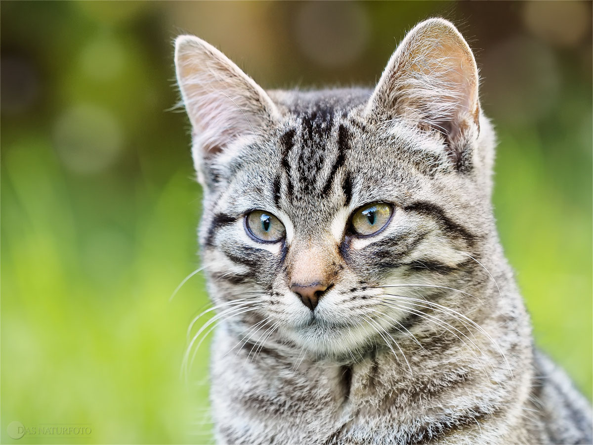 Hauskatze, Bilder, Fotos - Naturfotografie