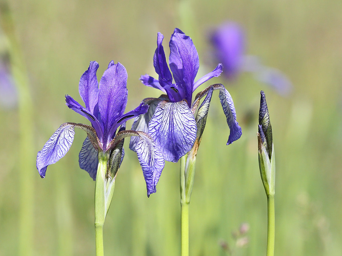 Sibirische Schwertlilie Bilder, Fotos, Video - Naturfotografie