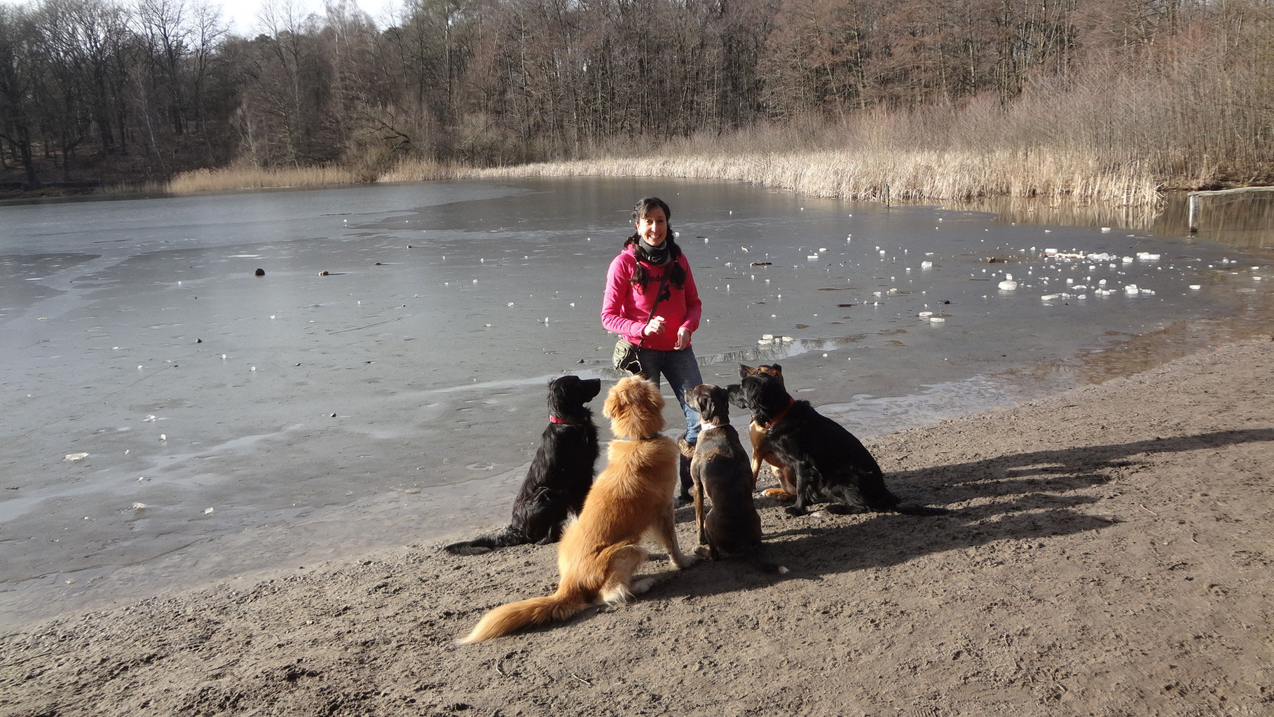 Ausführservice Gassiservice Dogwalker Berlin Berliner KönigsRudel