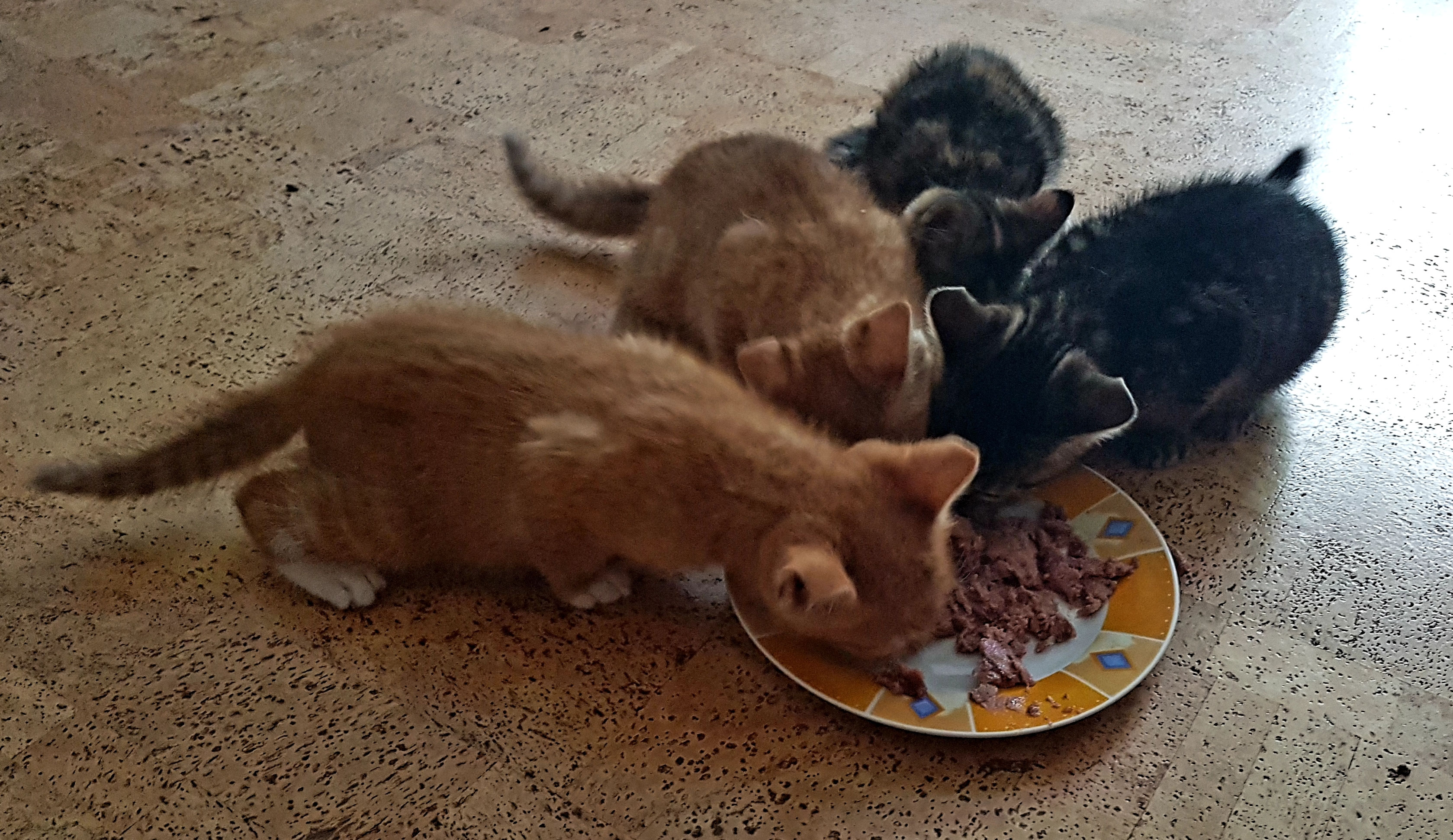 Aberglaube Westerstedebad Zwischenahn An Diesem Freitag