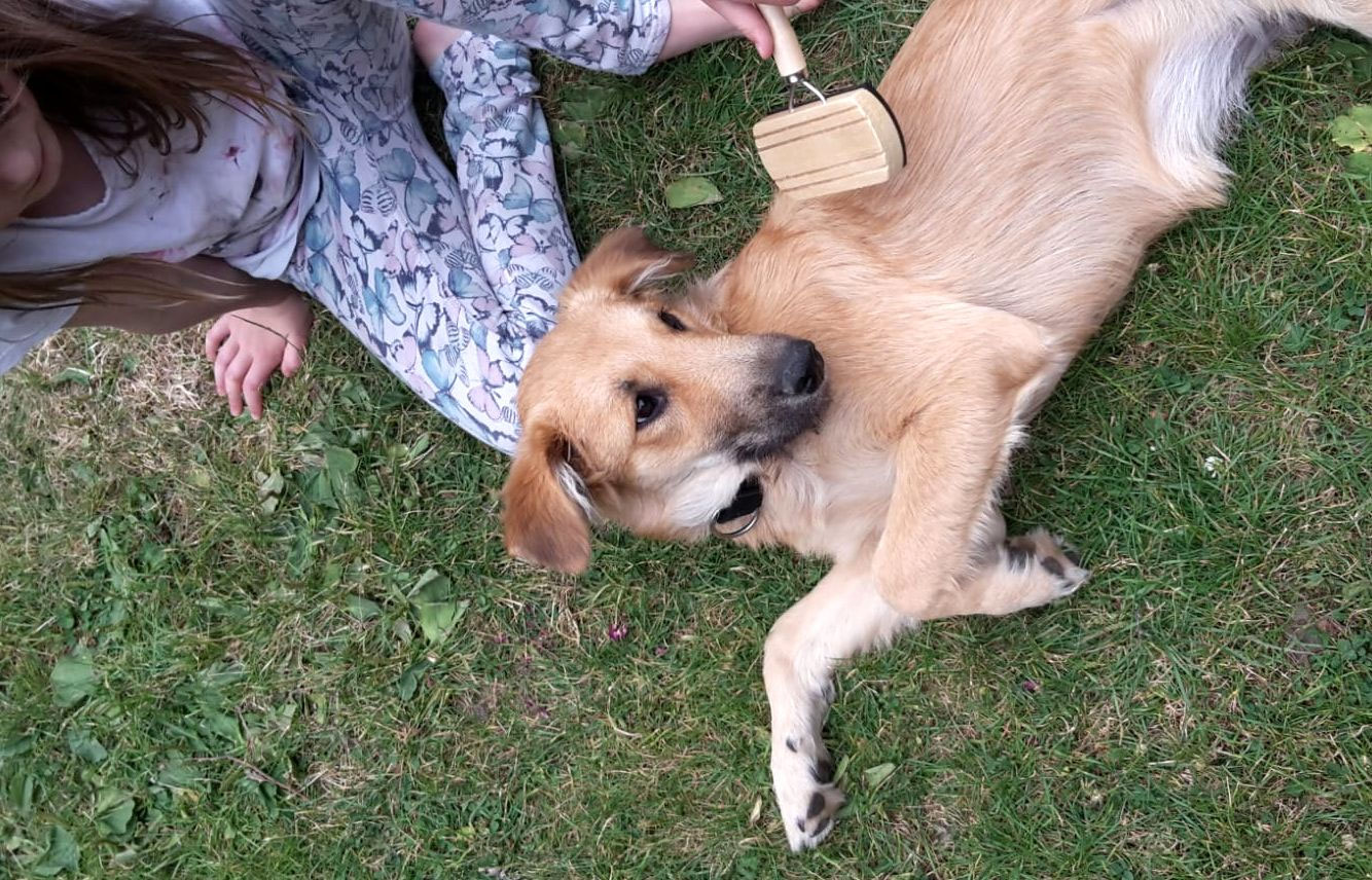 Viola savingdogs e.V.