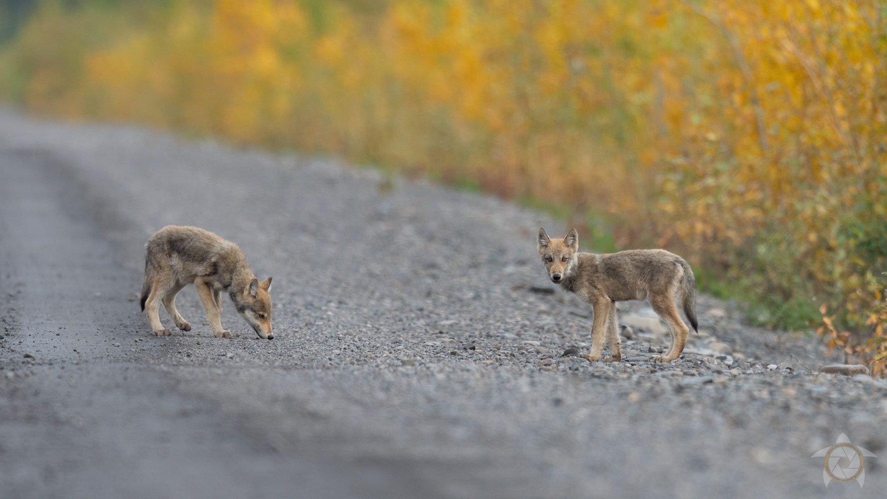 wolves, yukon, canada danielsabathy_naturfotografie