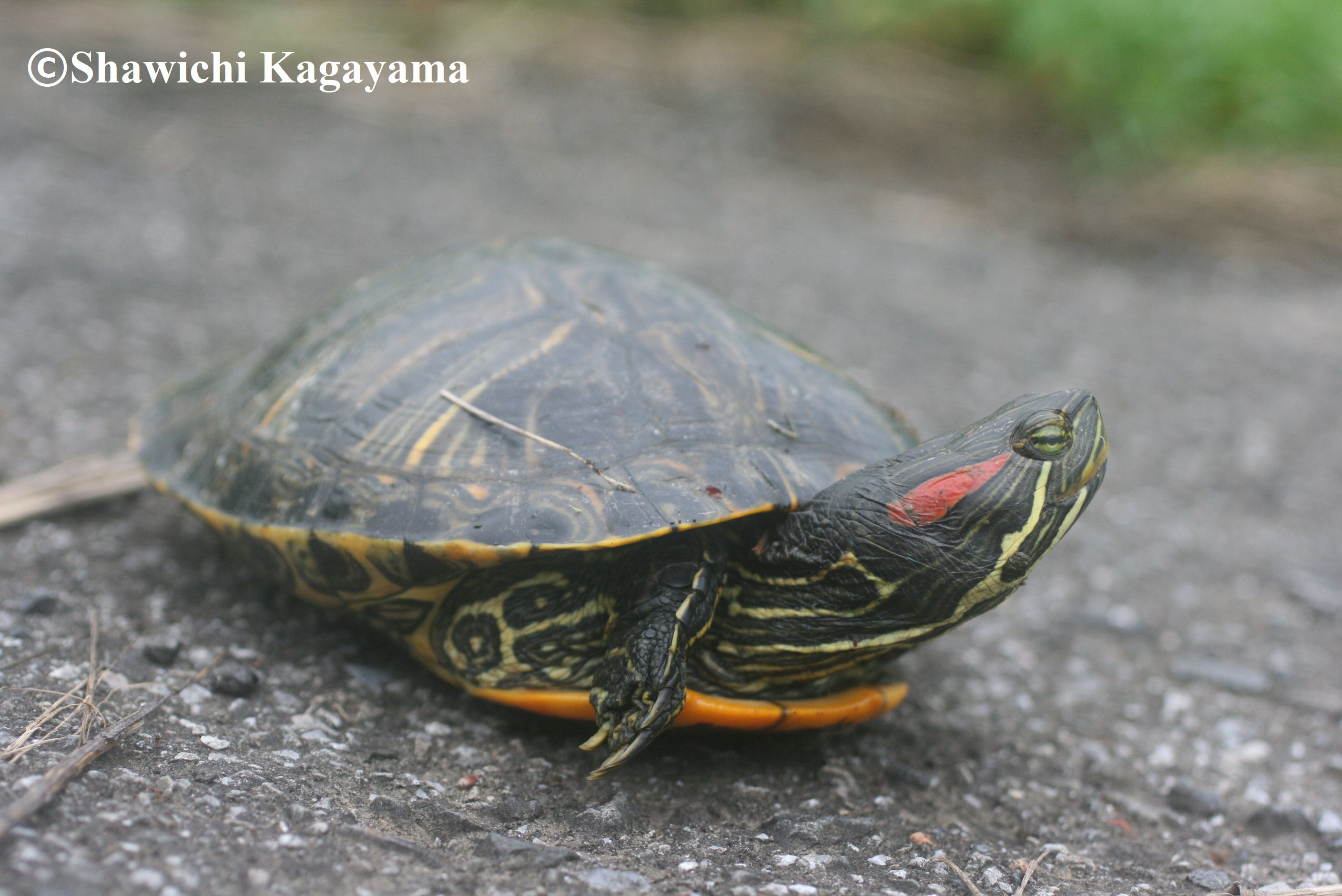 Home Shawichi Kagayama S Website Home Shawichi Kagayama S Website