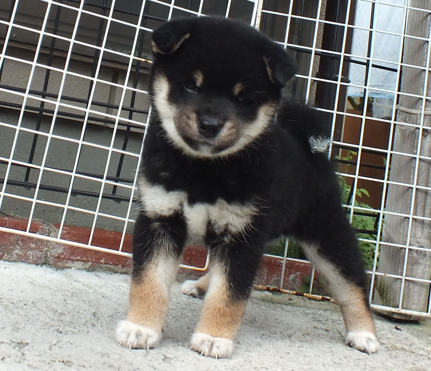 2018.8菊の黒メス - 柴犬専門ブリーダー・子犬販売