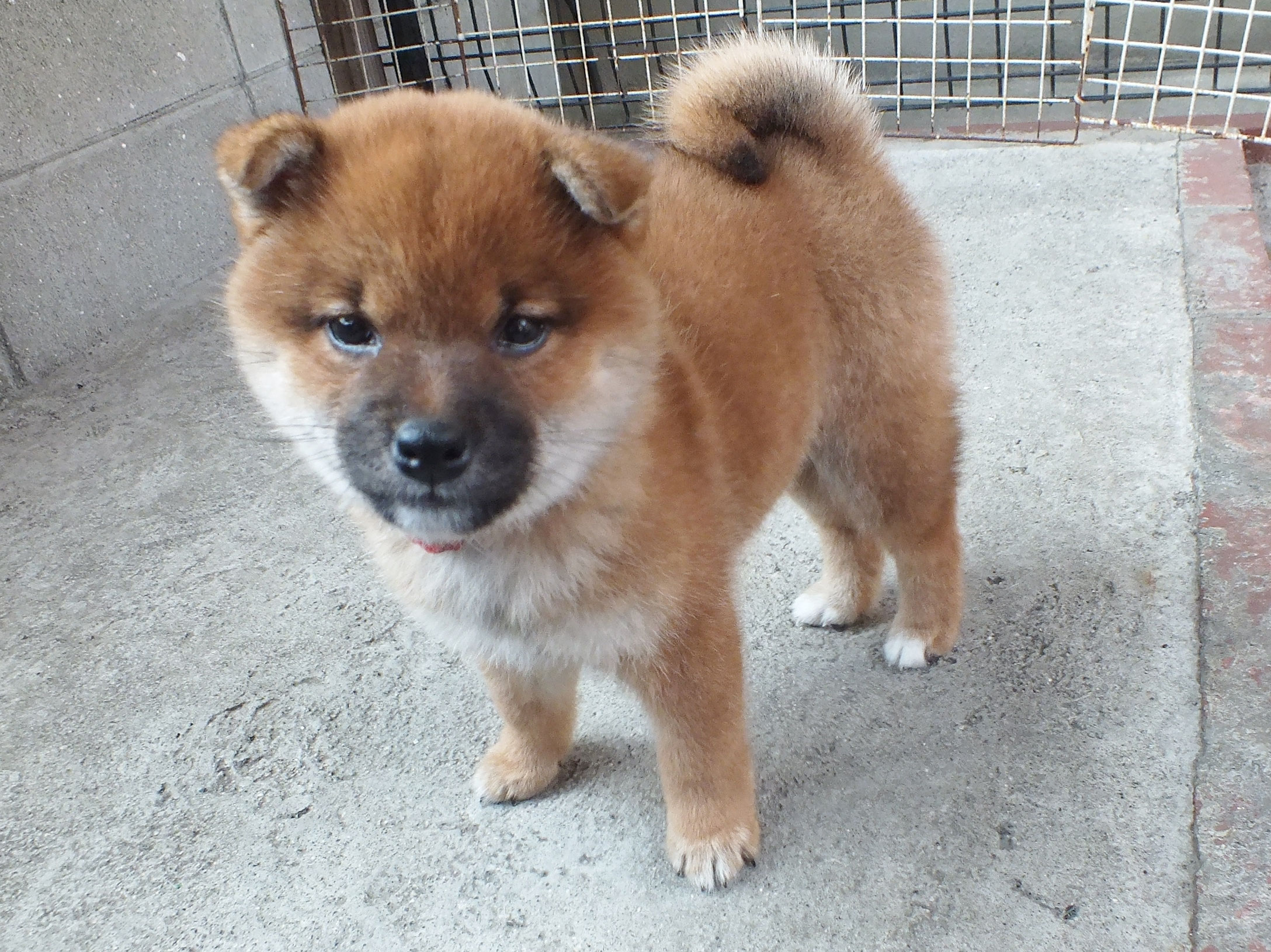 2025/1華の赤♀ - 柴犬専門ブリーダー・子犬販売