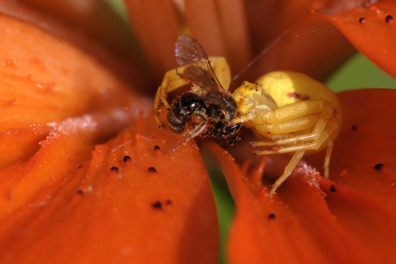 Spinnen zephyrphotoss Webseite!