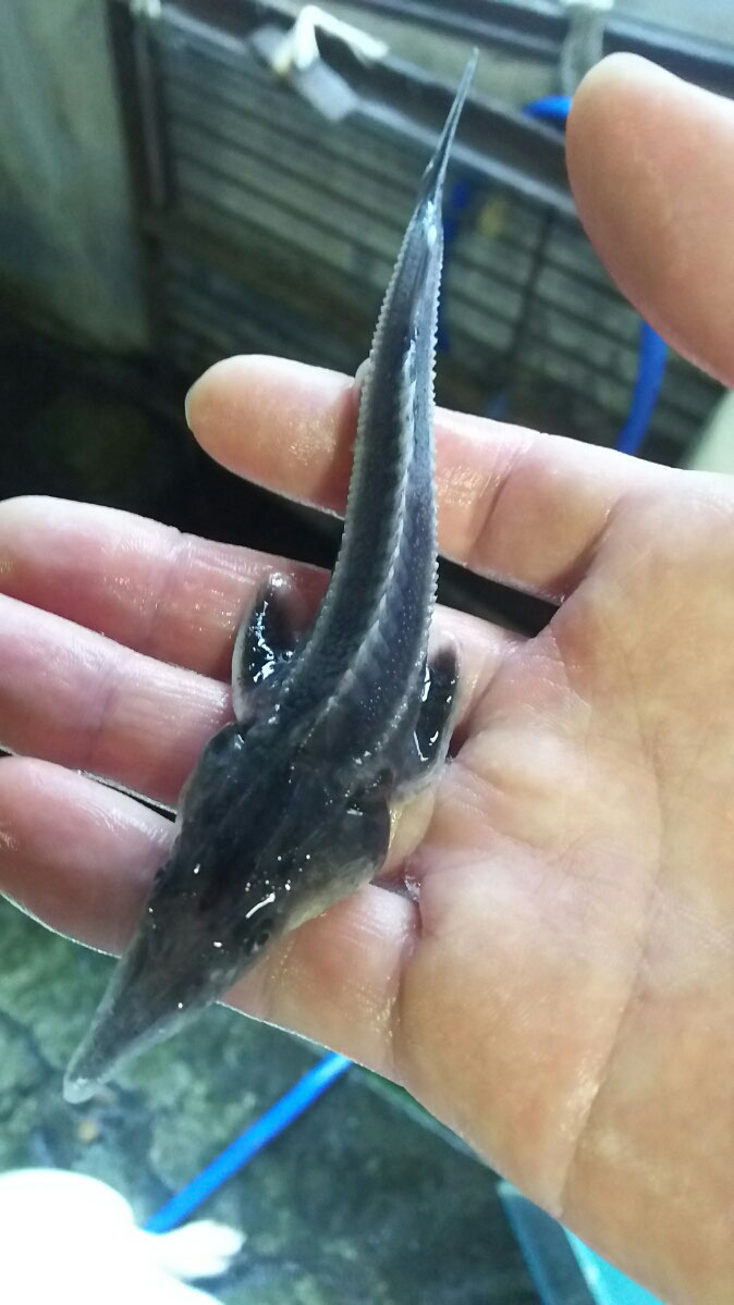 チョウザメの赤ちゃんが来ました 山形の釣り堀 初心者や小さいお子様にお勧め 虹鱒なら笹谷高原荘へ 笹谷高原荘のホームページ