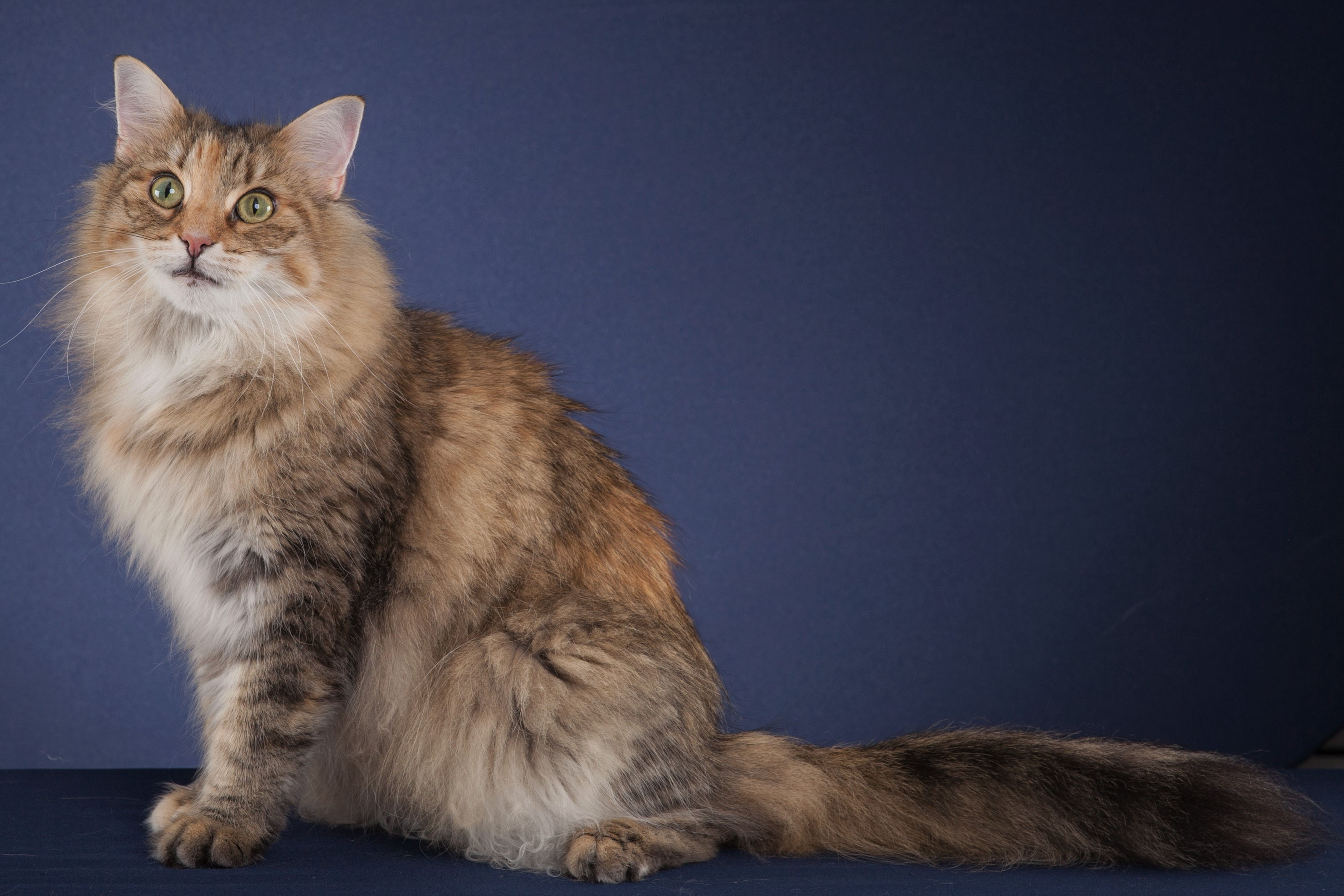 Int. Champion Gipsy von Adeloga haintrolles Webseite!