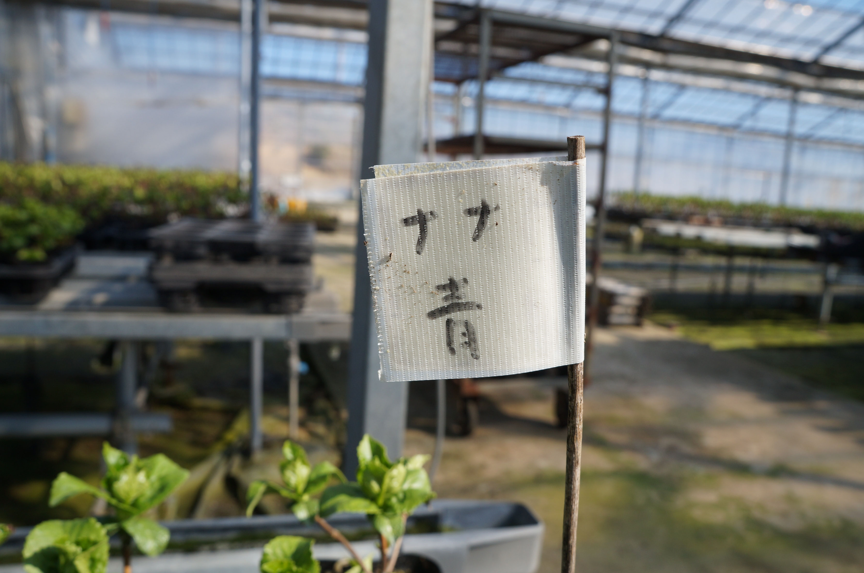 nANA様 SHOES CONCIERGE｜NANA×銀座かねまつコラボレーション｜銀座かねまつ