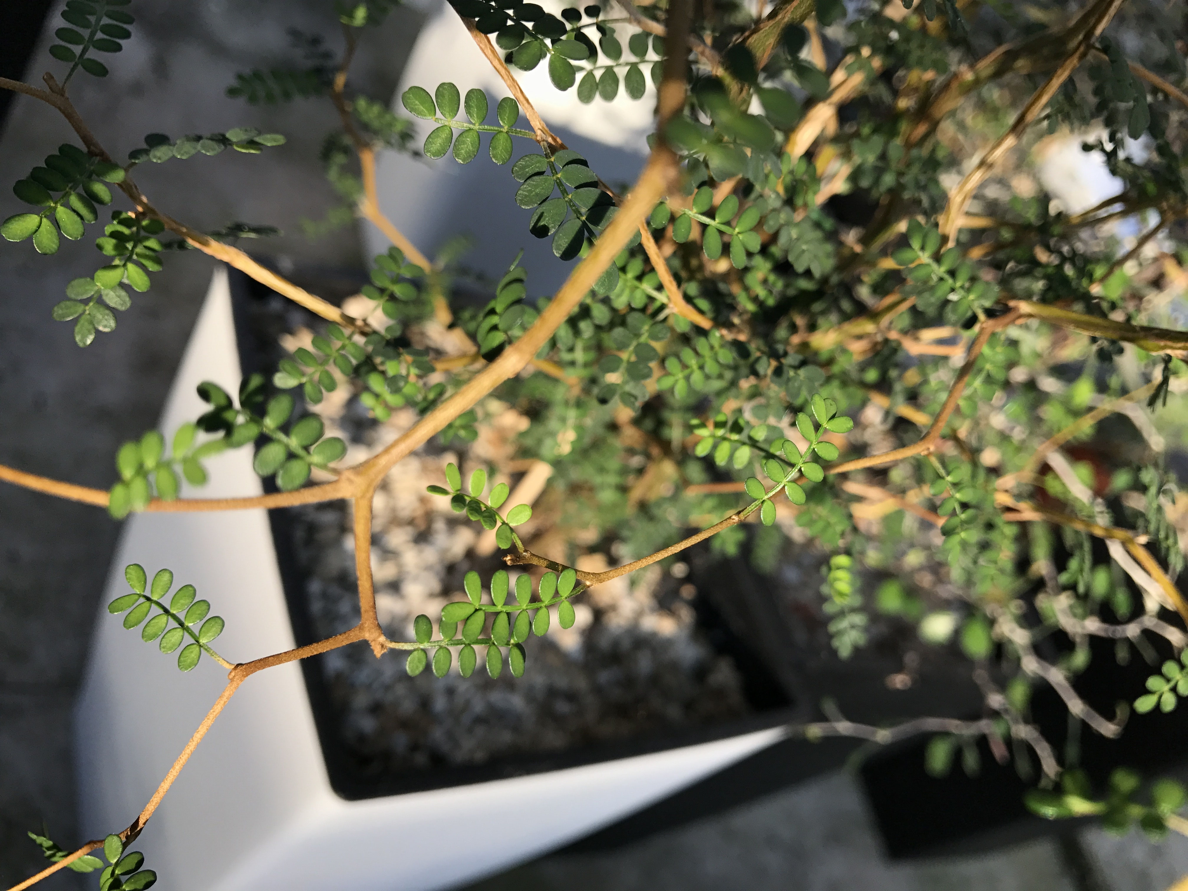 SOPHORA prostrata wolfgartenbau