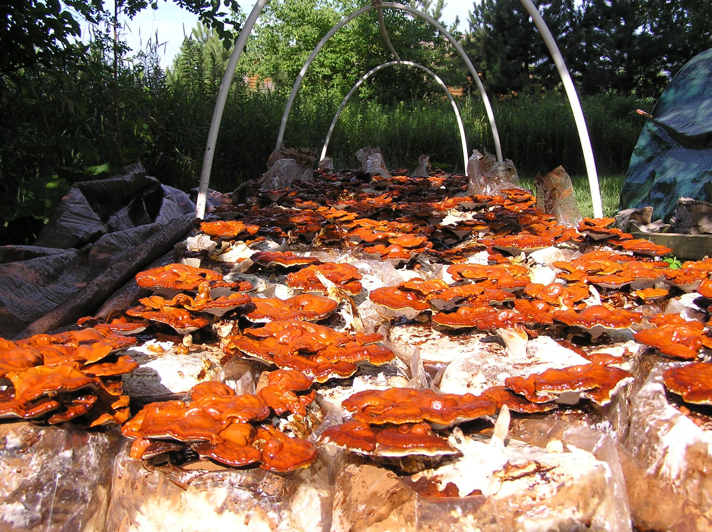 Fungi Farmers photo