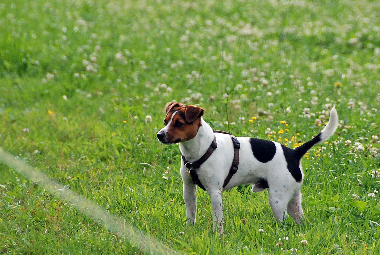 Bekanntschaften mit hund