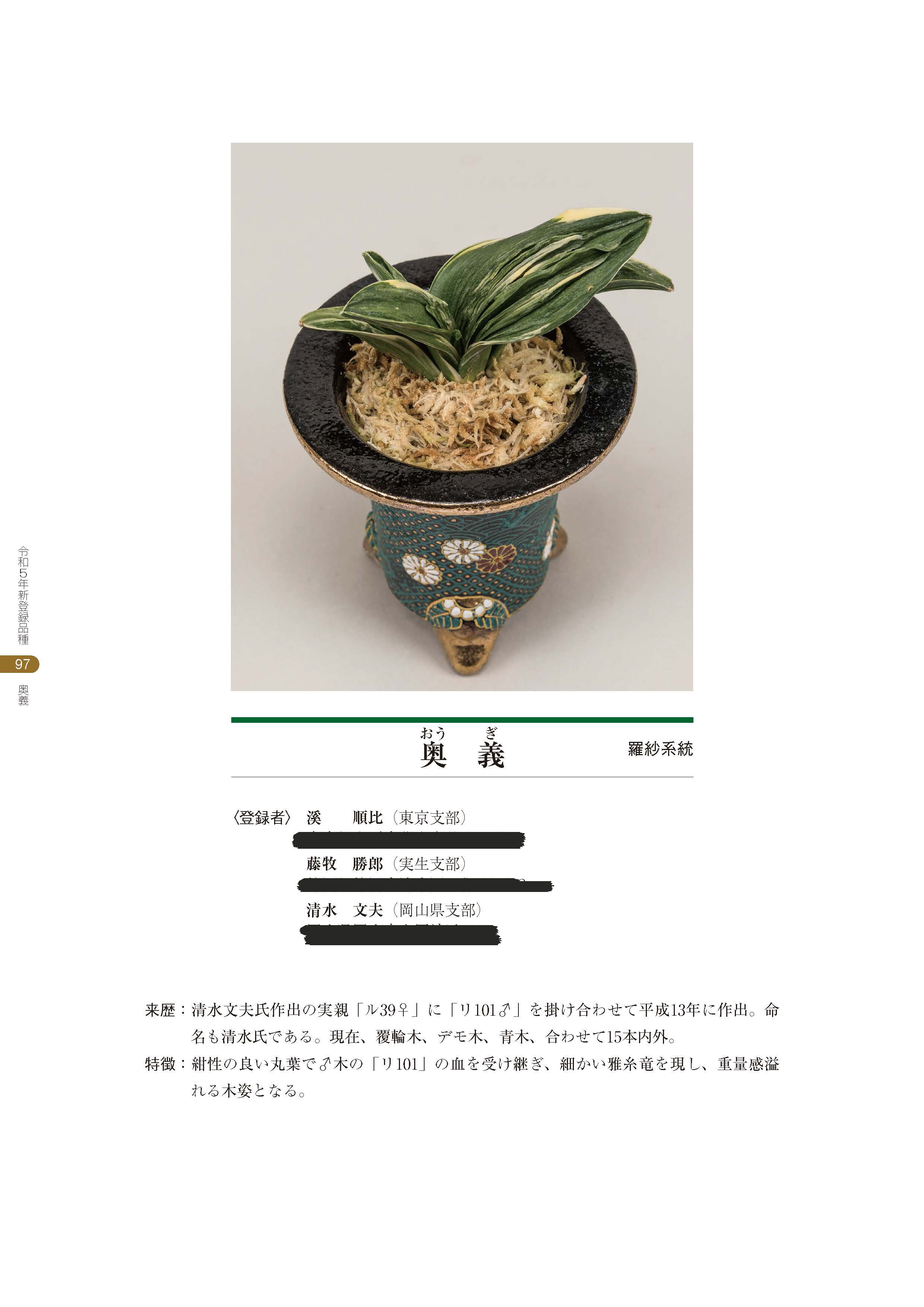 万年青「国宝錦」 国宝錦 (こくほうにしき) Kokuhonishiki