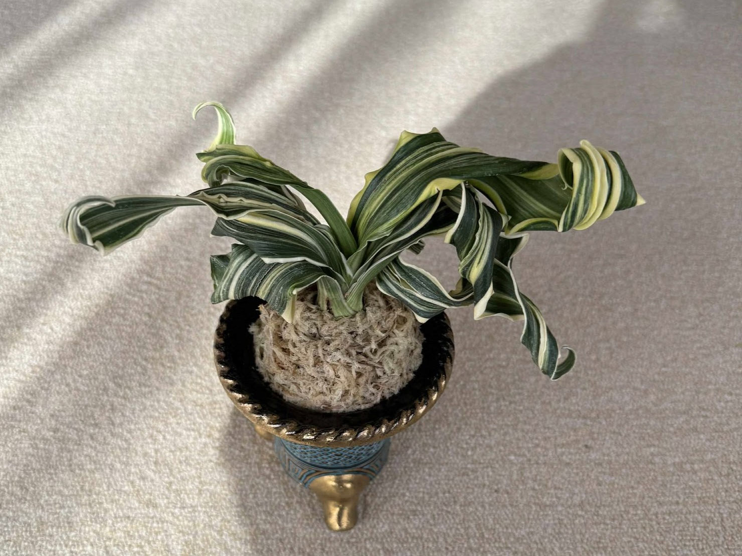 令和6年度 新登録品種 - 日本おもと協会