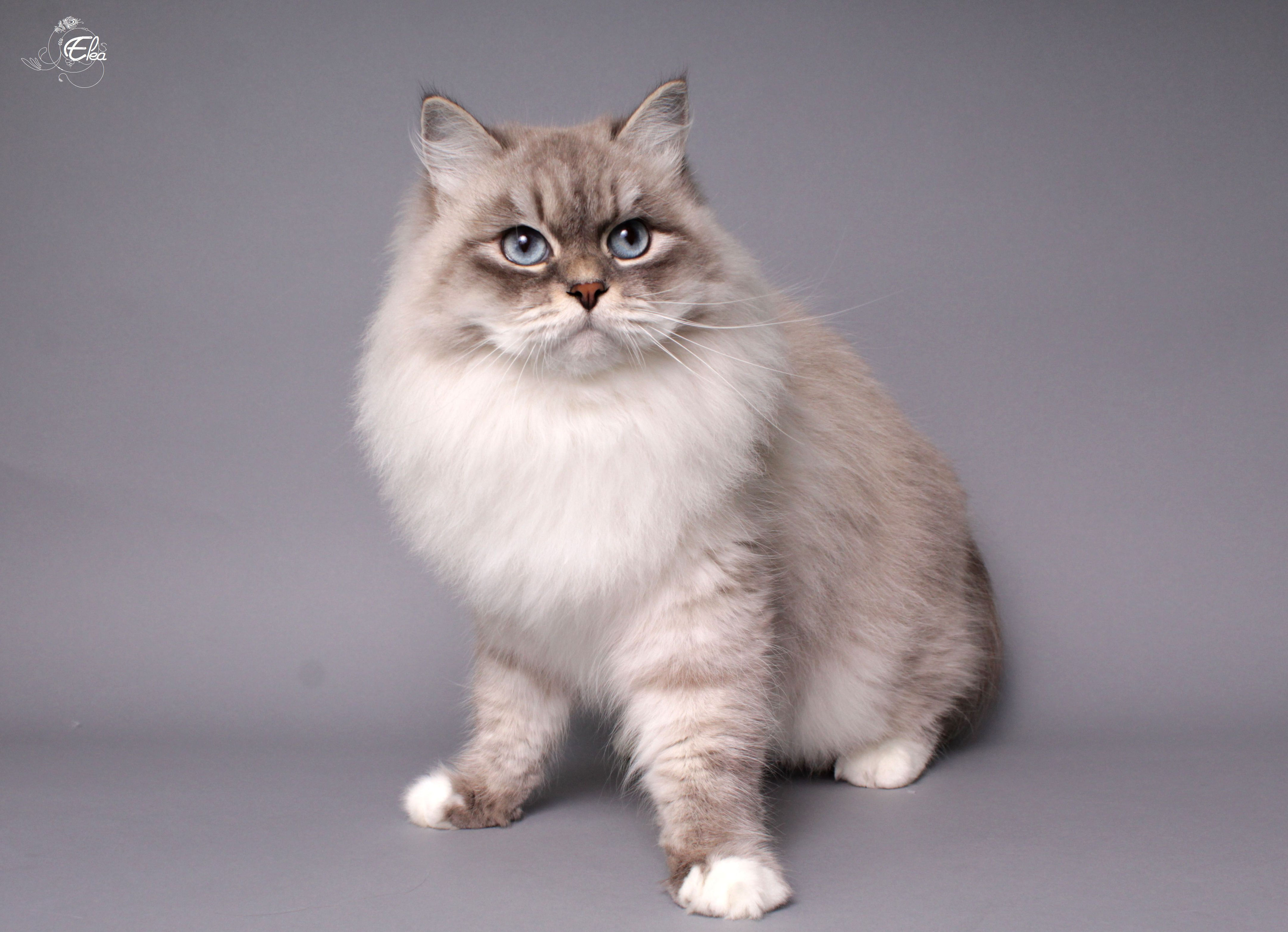 Chat Sibérien femelle : Kuz'kin dom Chelsea - Les Chat Sibérien femelle : Kuz'kin dom Chelsea - Les