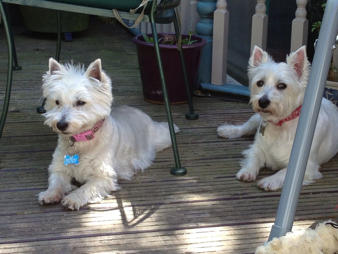 Pictures Pampurred Pet Poole Bournemouth & Wimborne Pet Sitting