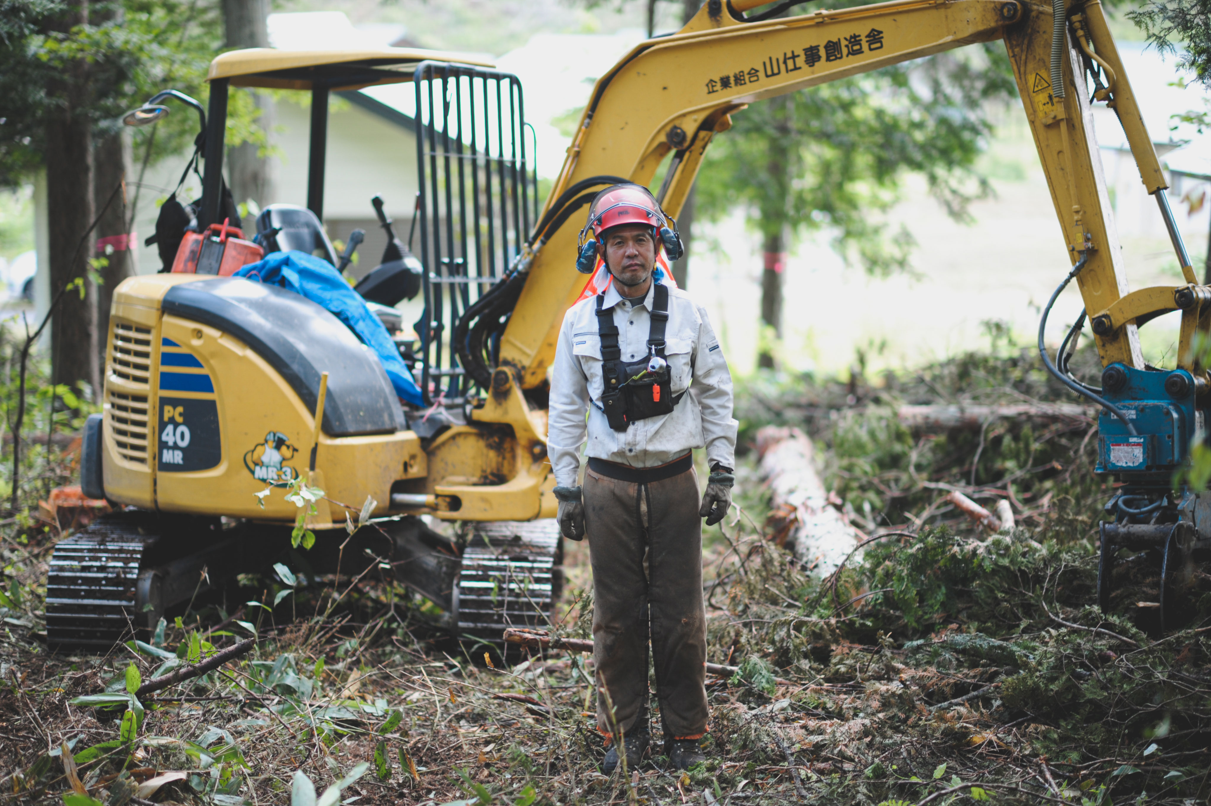 流木に岩松を着生させました。 流木に岩松を着生させ
