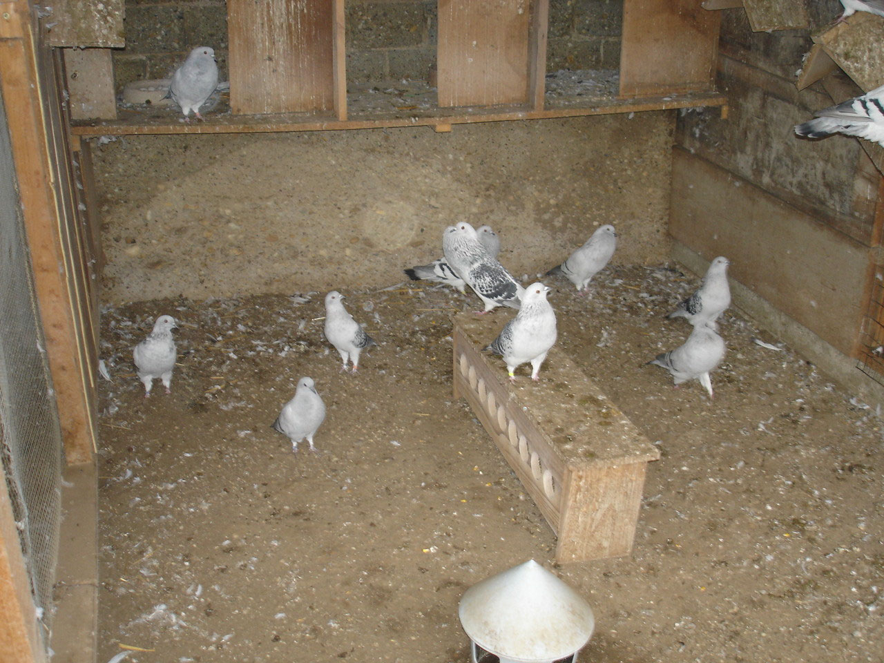 Meine Taubenzucht hobbyzuechters jimdo page!