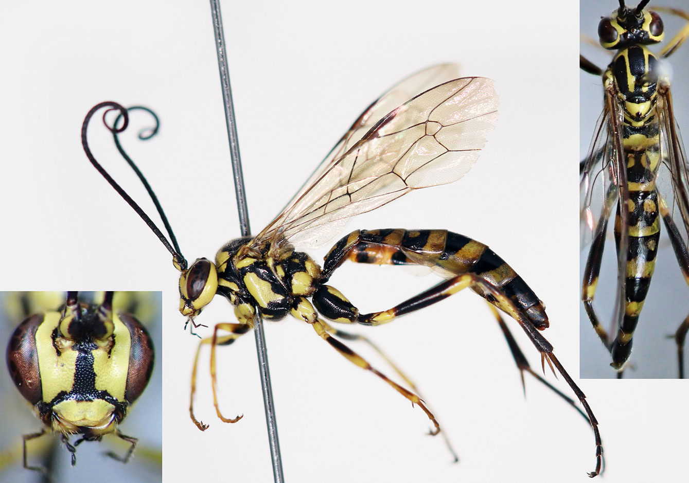 チャールトンウスバ原亜種　雌 トリニダードトバコ産 Oxysteron festivum nigerrimum ♂♀ 22mm