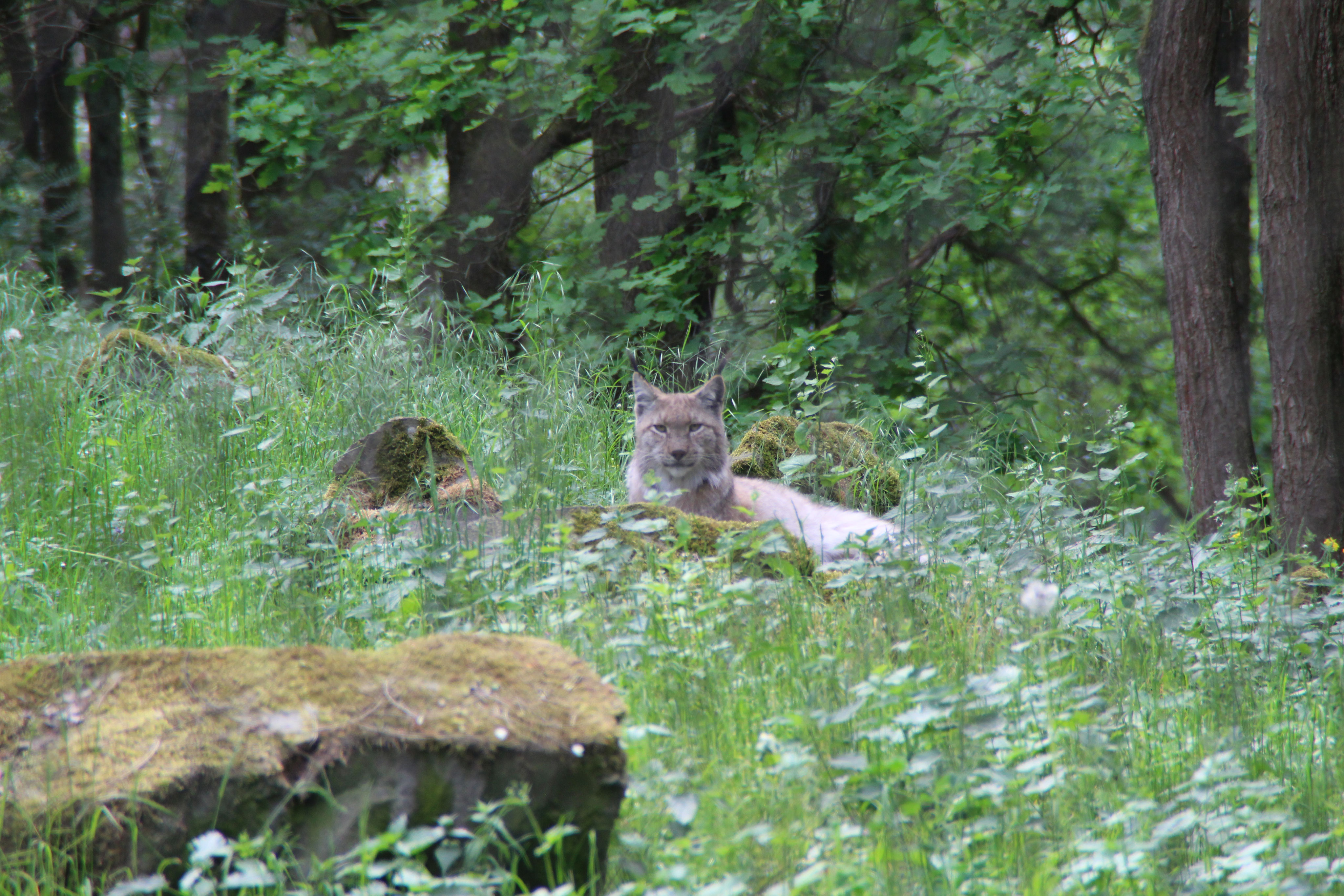 Wildpark Alte Fasanerie Hanau Wildpark Alte Fasanerie Hanau
