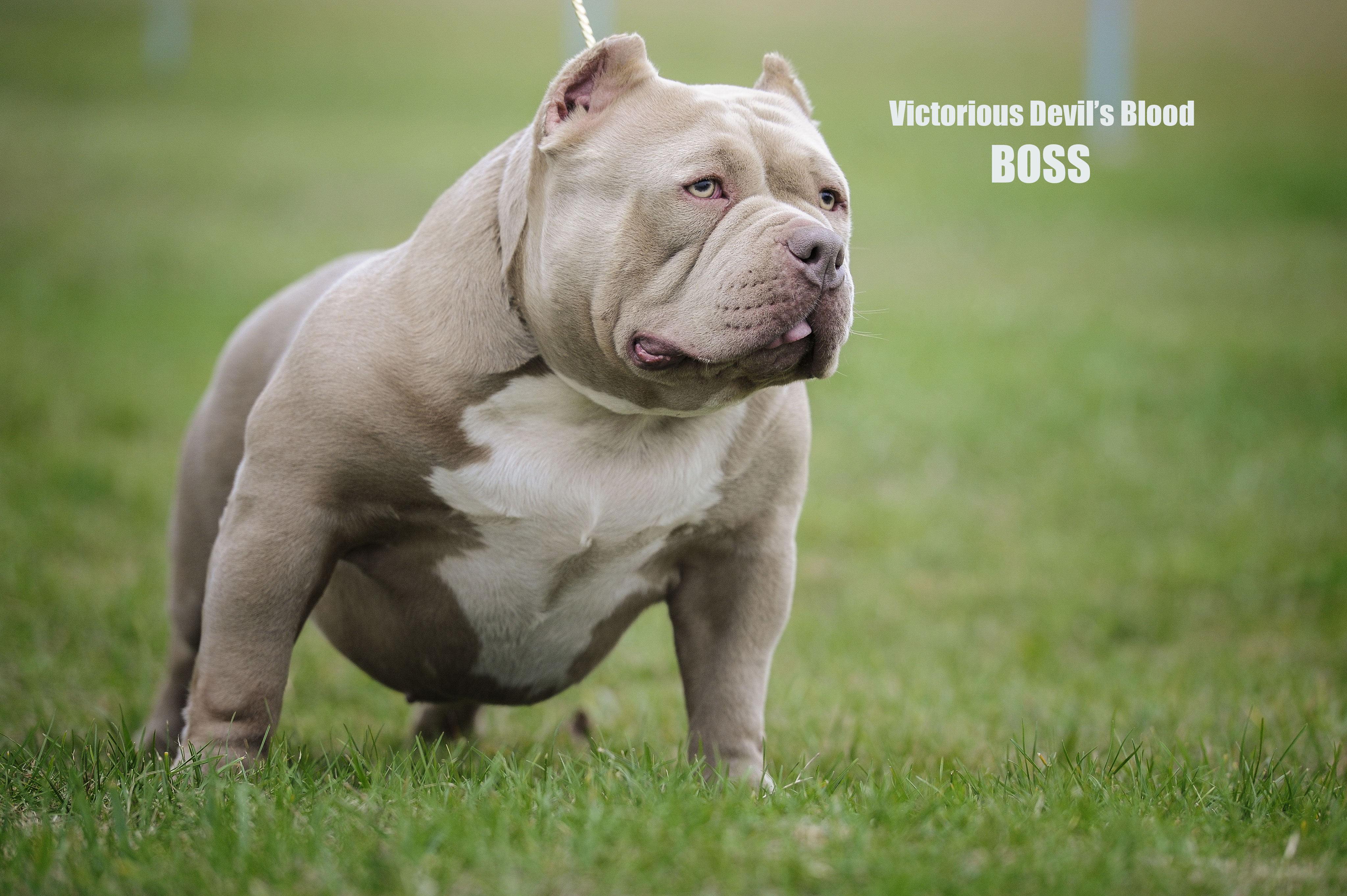 AMERICAN BULLYS (POCKET)***** victoriousbullys