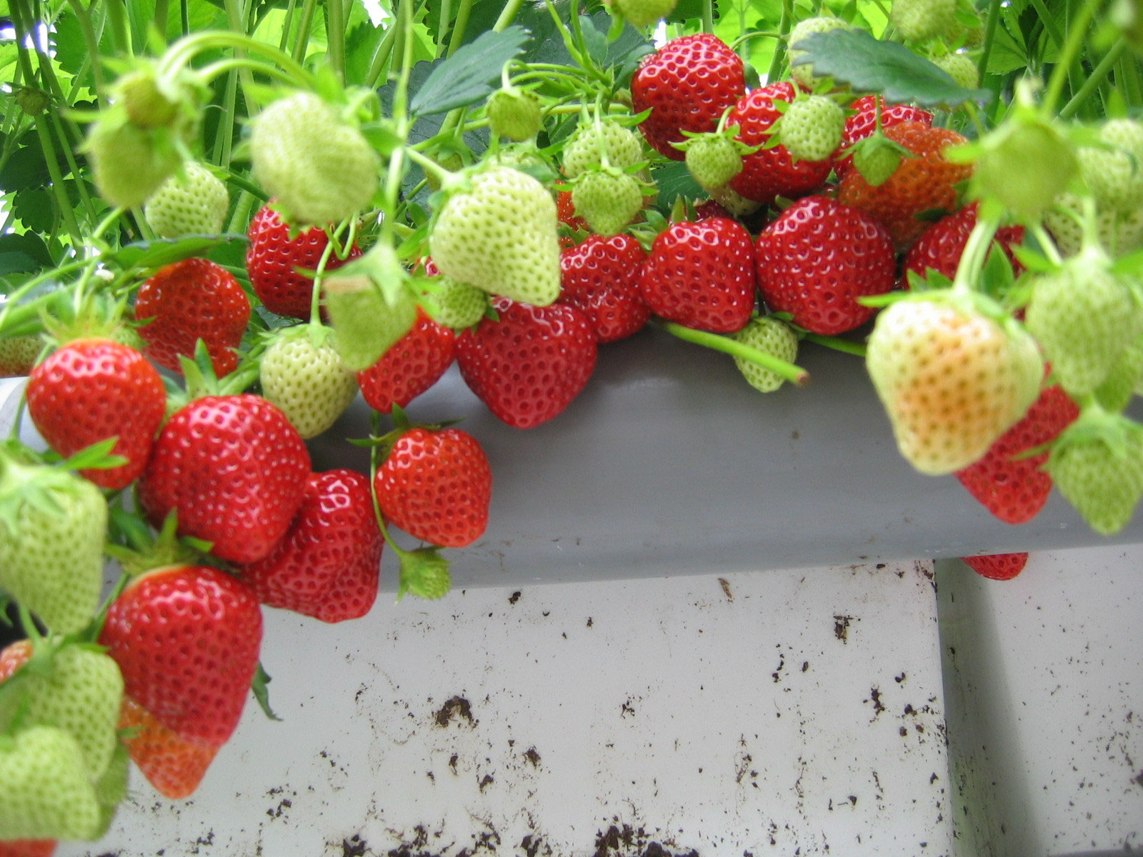 Les P'tits Fruits et Compagnie