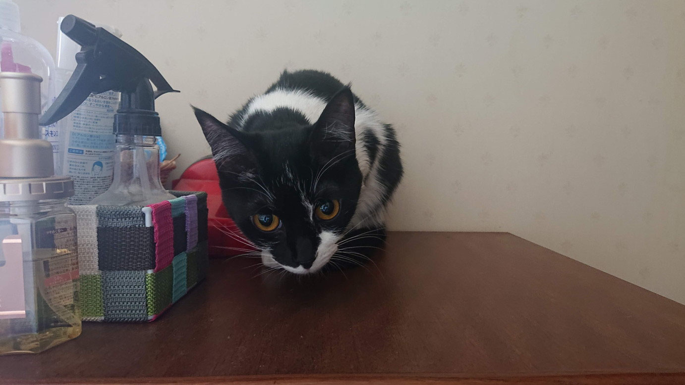 おとーちゃん、たすけてーー(>_”></p>
<p>おとーちゃん、たすけてーー(>_</p>
<p></center></br></p>
<p><center><img decoding=