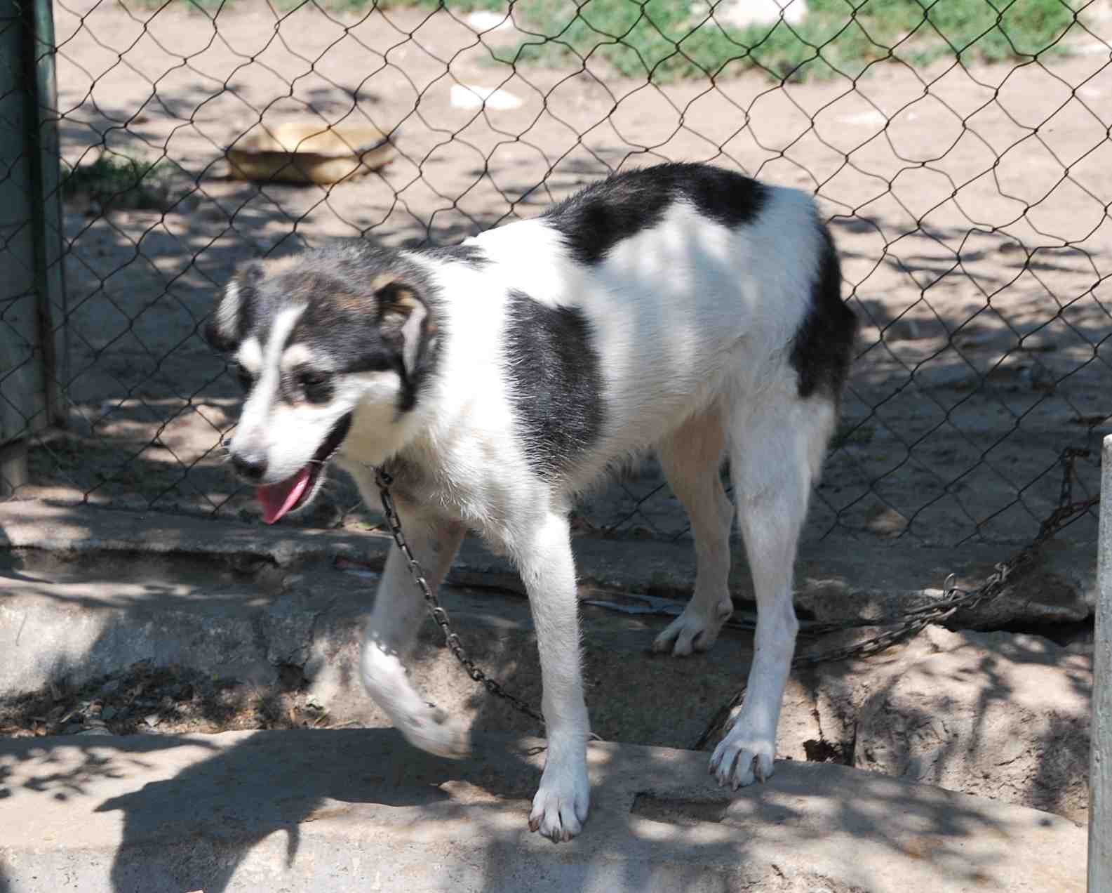 Kopfspiele FГјr Hunde Kopfspiele FГјr Hunde
