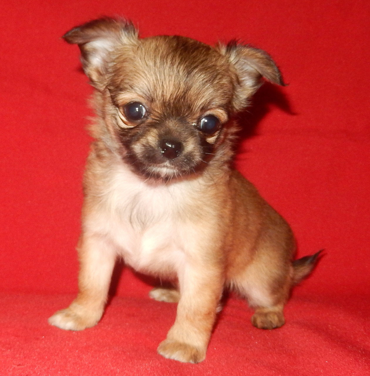 фото щенка чихуахуа длинношерстного. порода собак чихуахуа длинношерстные. фото щенка чихуахуа длинношерстного. чихуахуа собачка длинношерстная. чихуахуа белая длинношерстная.