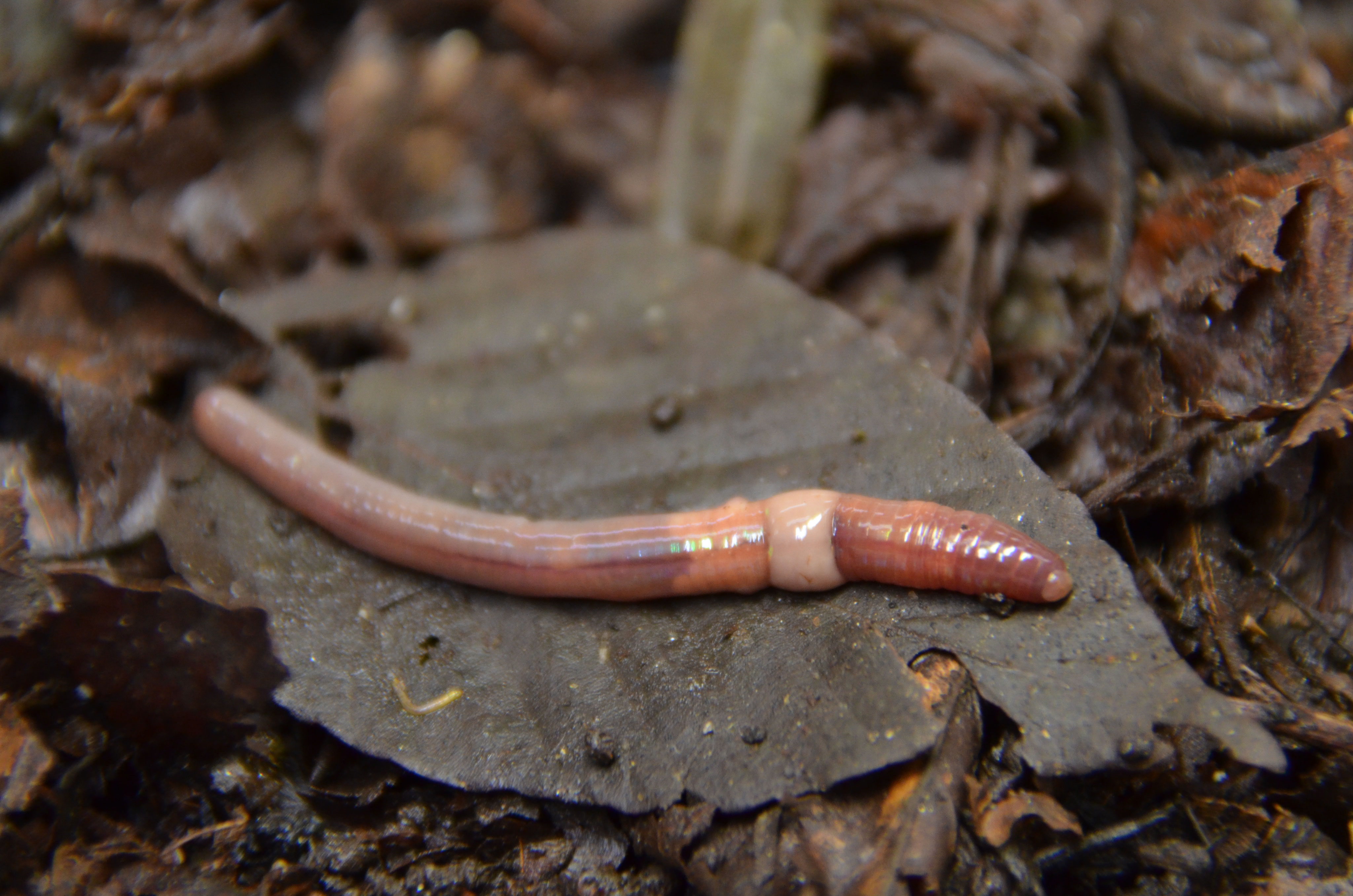 ミミズ ニジイロミミズ - 日本産ミミズ大図鑑 Handbook of Japanese Earthworm