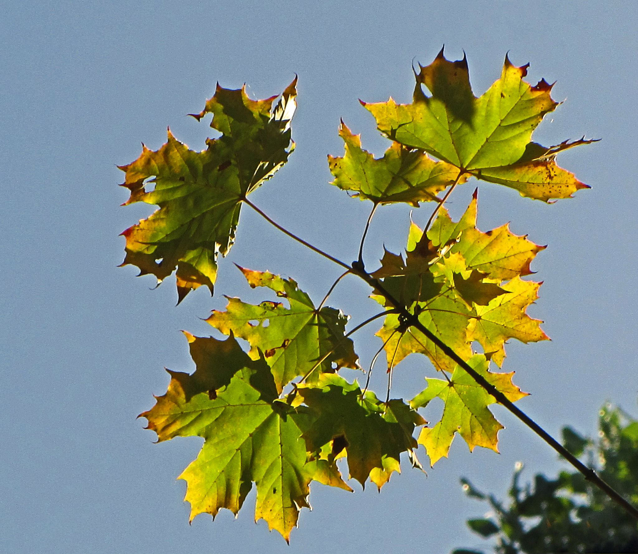 Die Blätter Fallen Fallen Wie Von Weit Rilke Blätter (Rainer Maria Rilke, 1875 - 1926)Die Blätter fallen,fallen wie