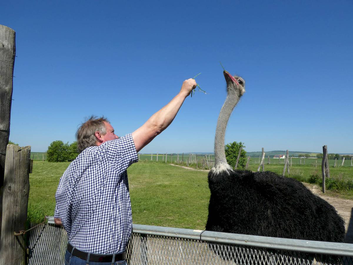 Erlebniswelt Straußenfarm 1527021262s Webseite! Erlebniswelt Straußenfarm 1527021262s Webseite!