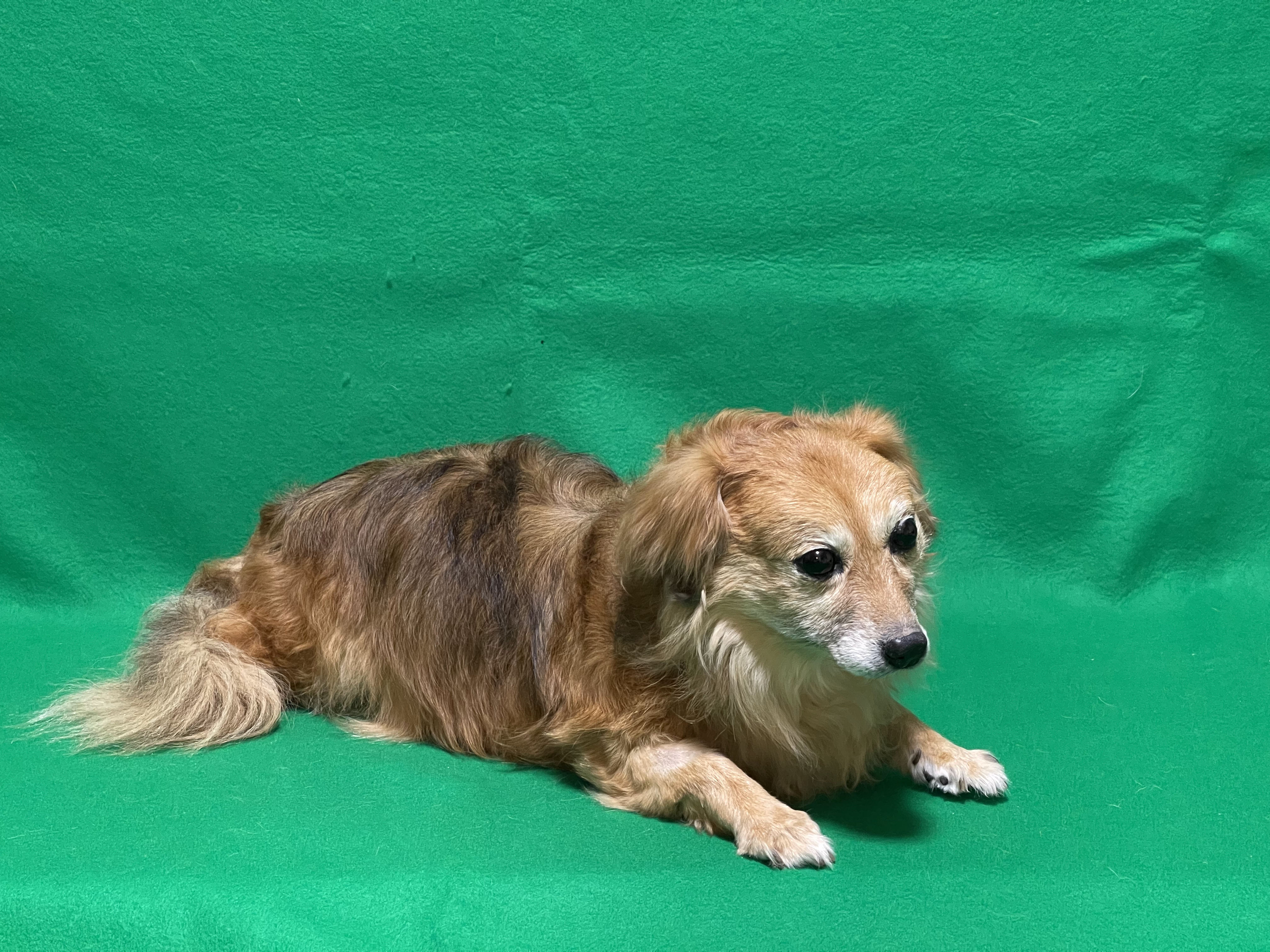 ペット 犬のご依頼いただきました剥製の写真です ペット剥製専門店 東京ハクセイ