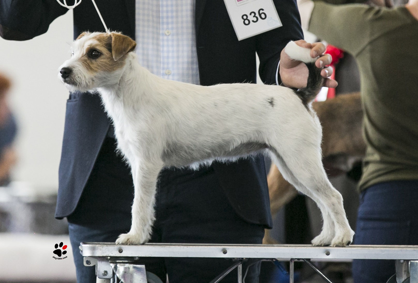 Meine Hunde Parson Russell Terrier Vom Tollerwald