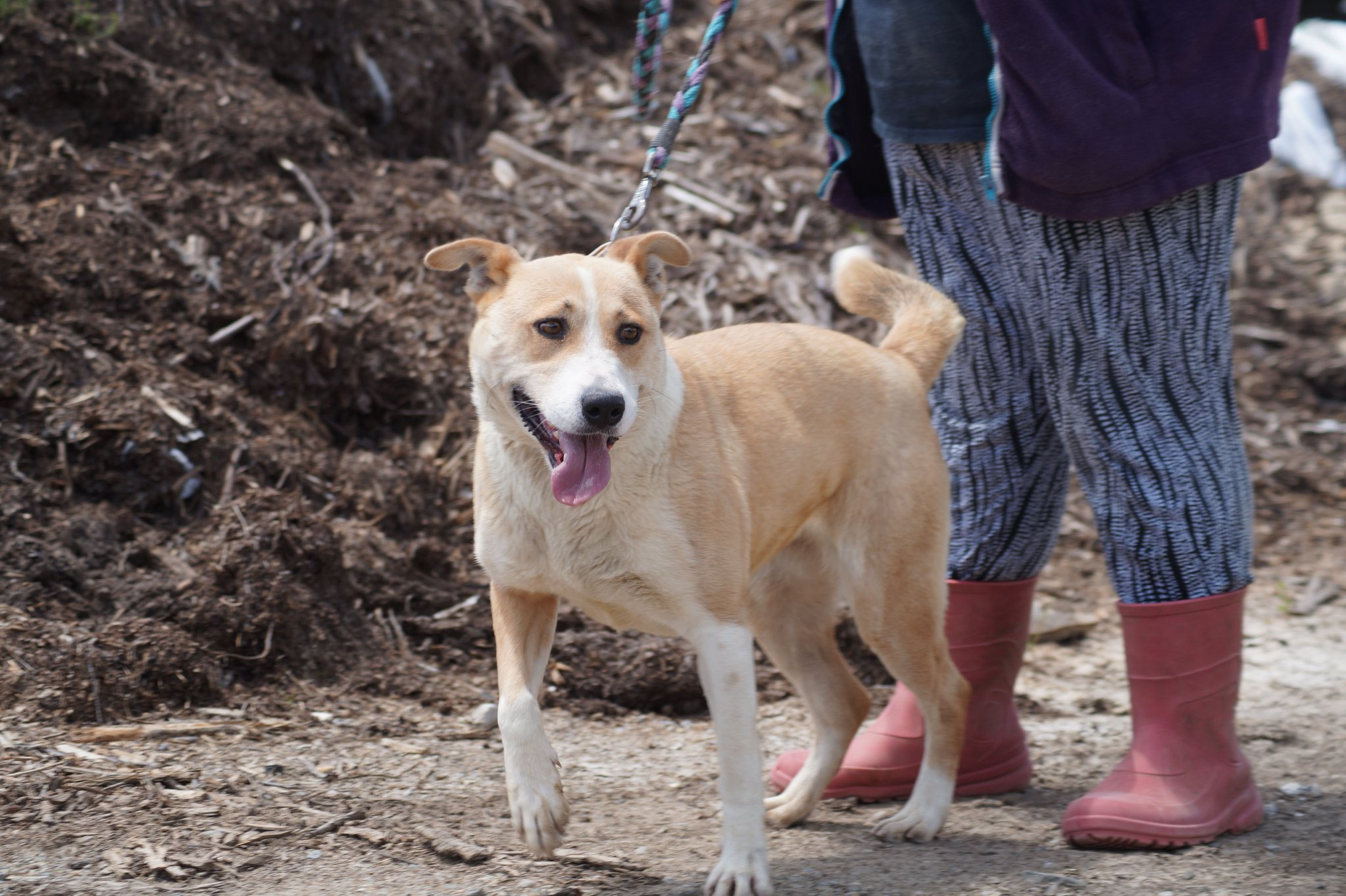 Jenna Hung(a)ry Dogs Verein für Hunde in Not