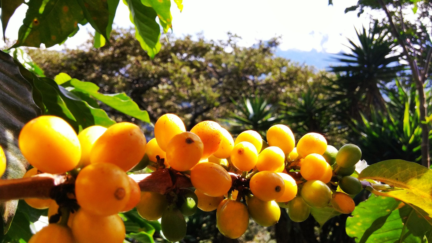 Monte de Oro, Guatemala KAFISCHMITTE GmbH SpezialitätenKaffeerösterei