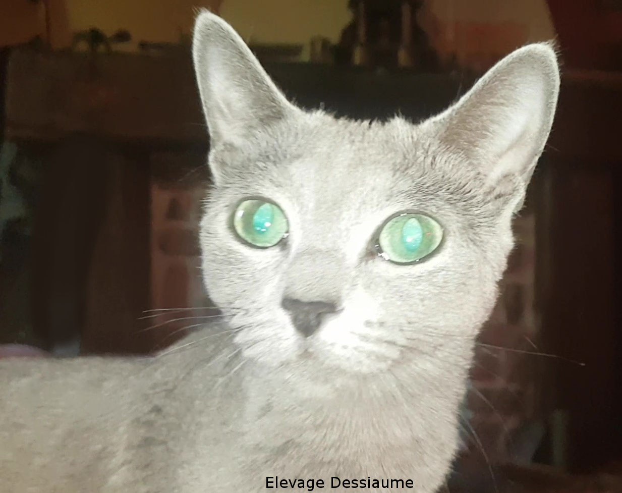 Elevage De Chats Mau Egyptien Nebelung Bleu Russe Site De Elevage Dessiaume