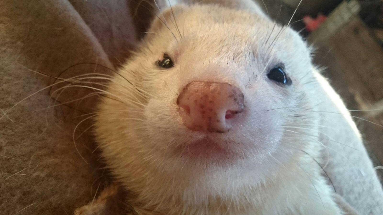 Augen Nasenfarben Frettchen 1x1s Webseite