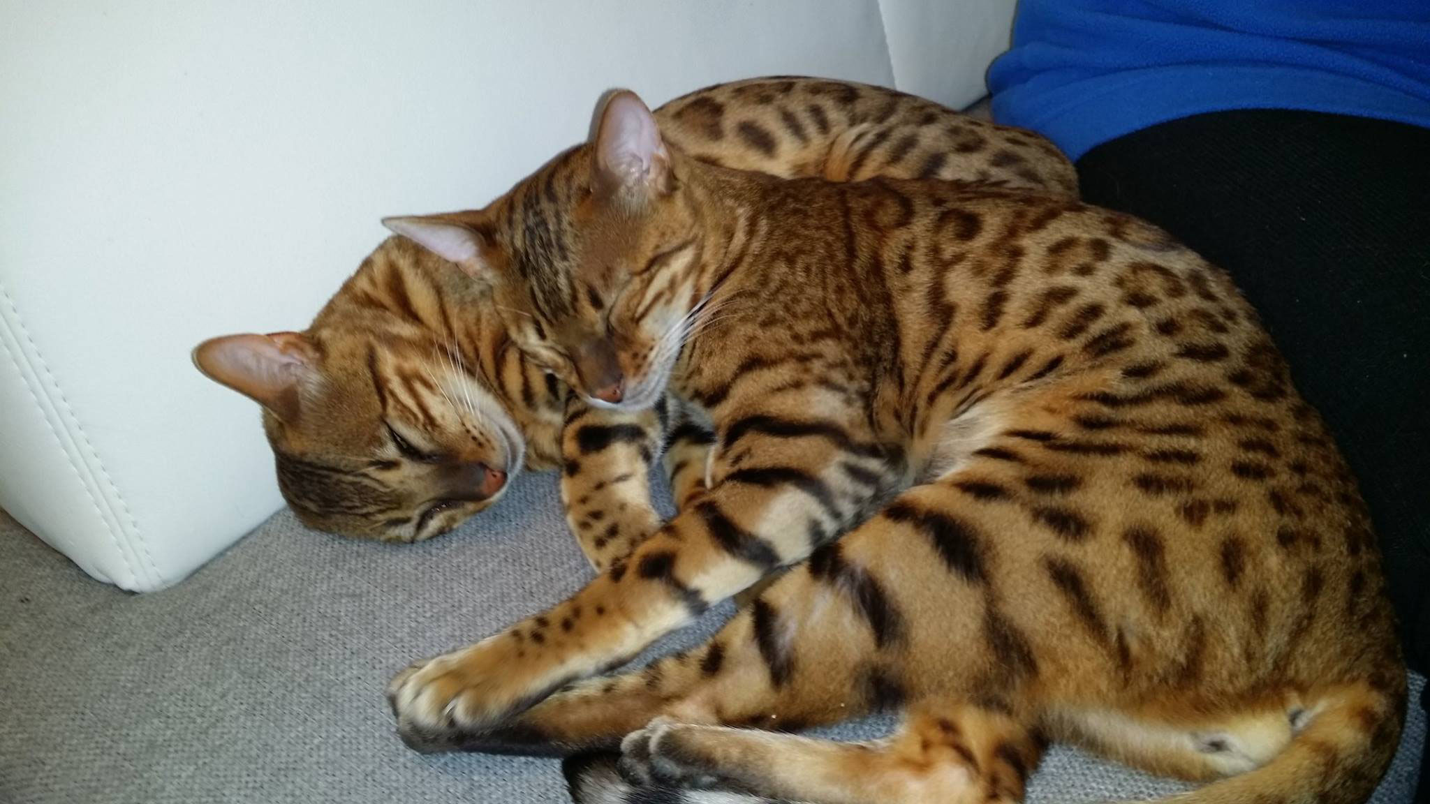 Katze Einzelgänger Katze Einzelgänger