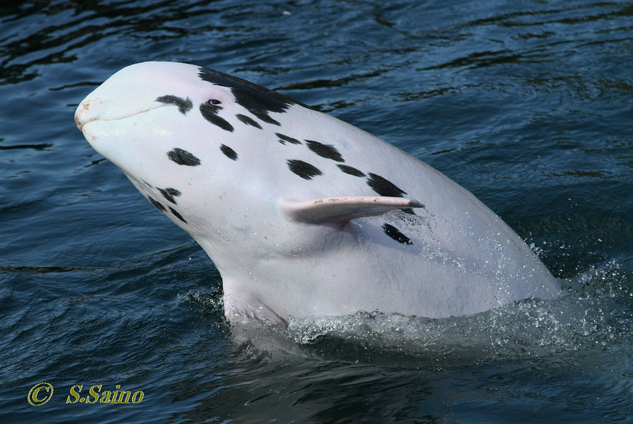 白いハナゴンドウ くじらガイドがお届けするクジラ シャチ イルカ 自然 エコツアー情報
