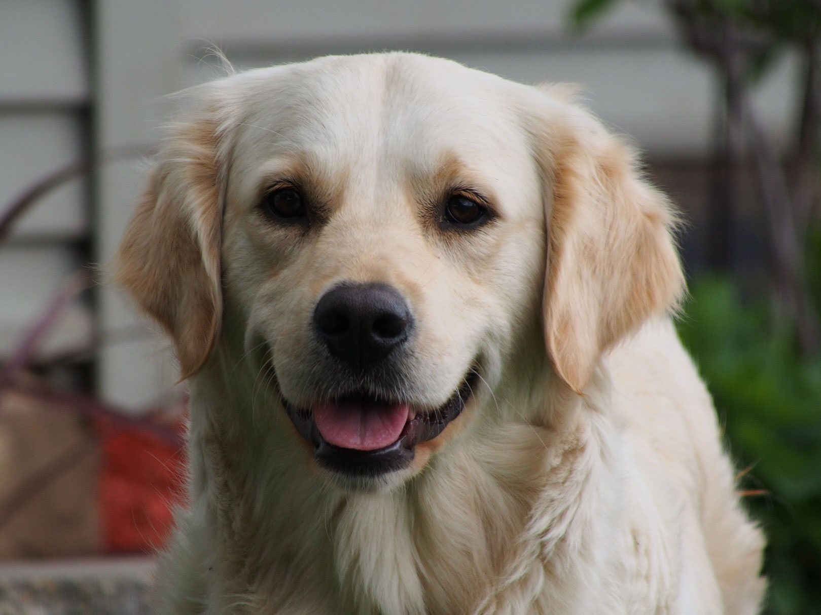 Retired Golden Retrievers - Image Retired Golden Retrievers - Image