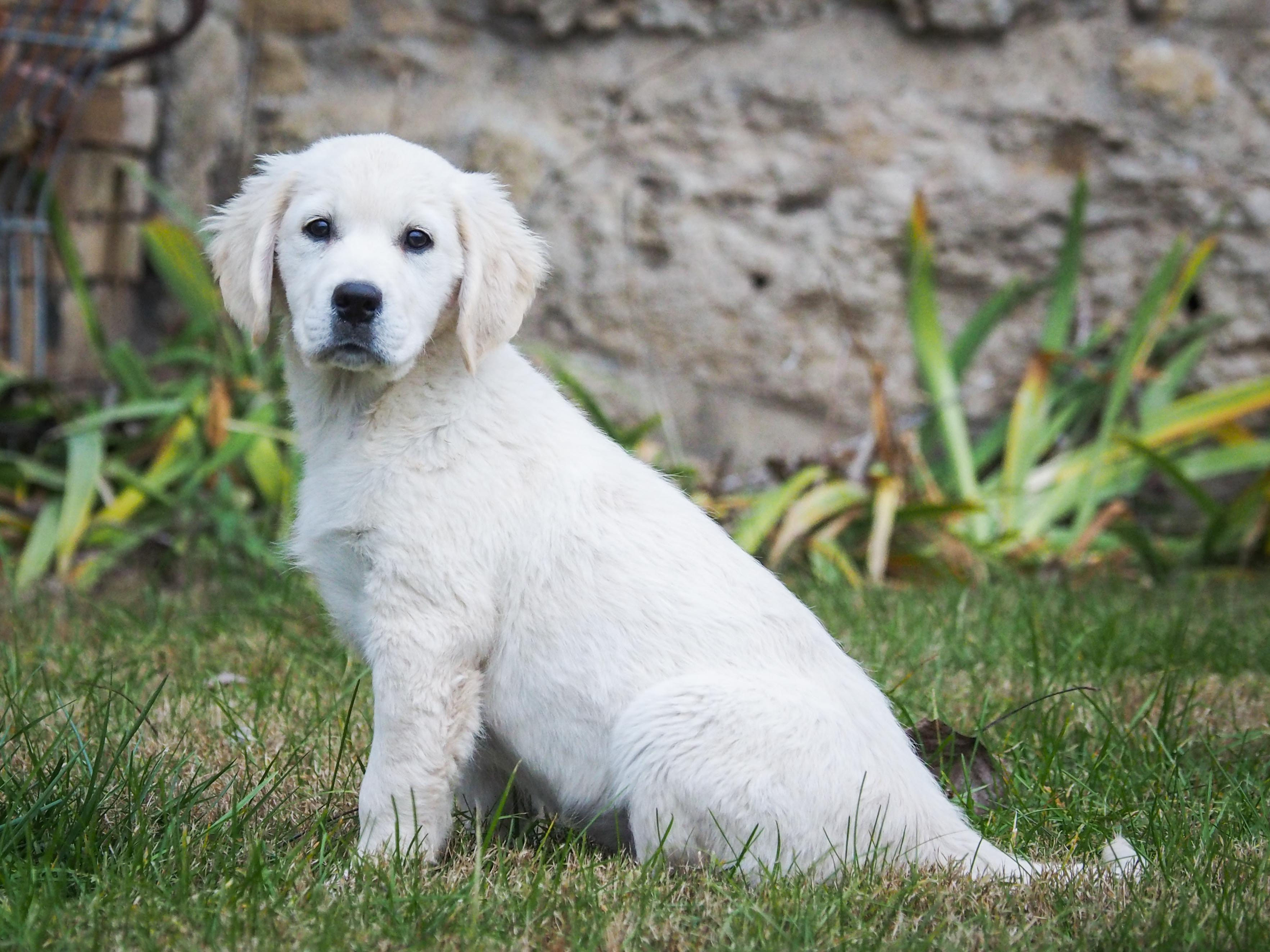 Past Iron Hill Retrievers Labrador Puppies Golden & Labrador