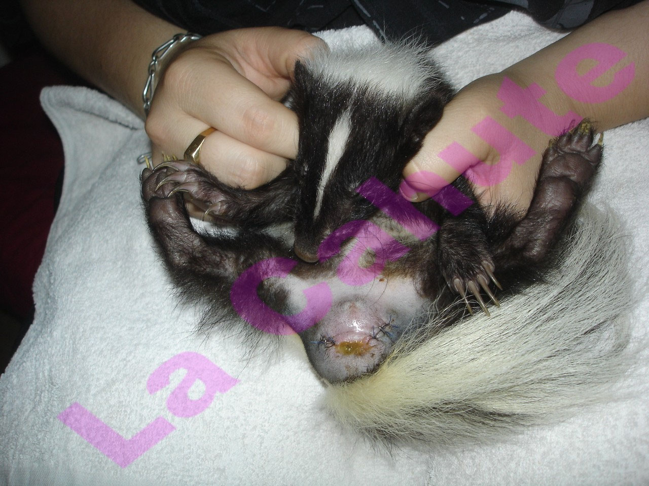 Les Glandes Anales Site De Elevage Mouffette