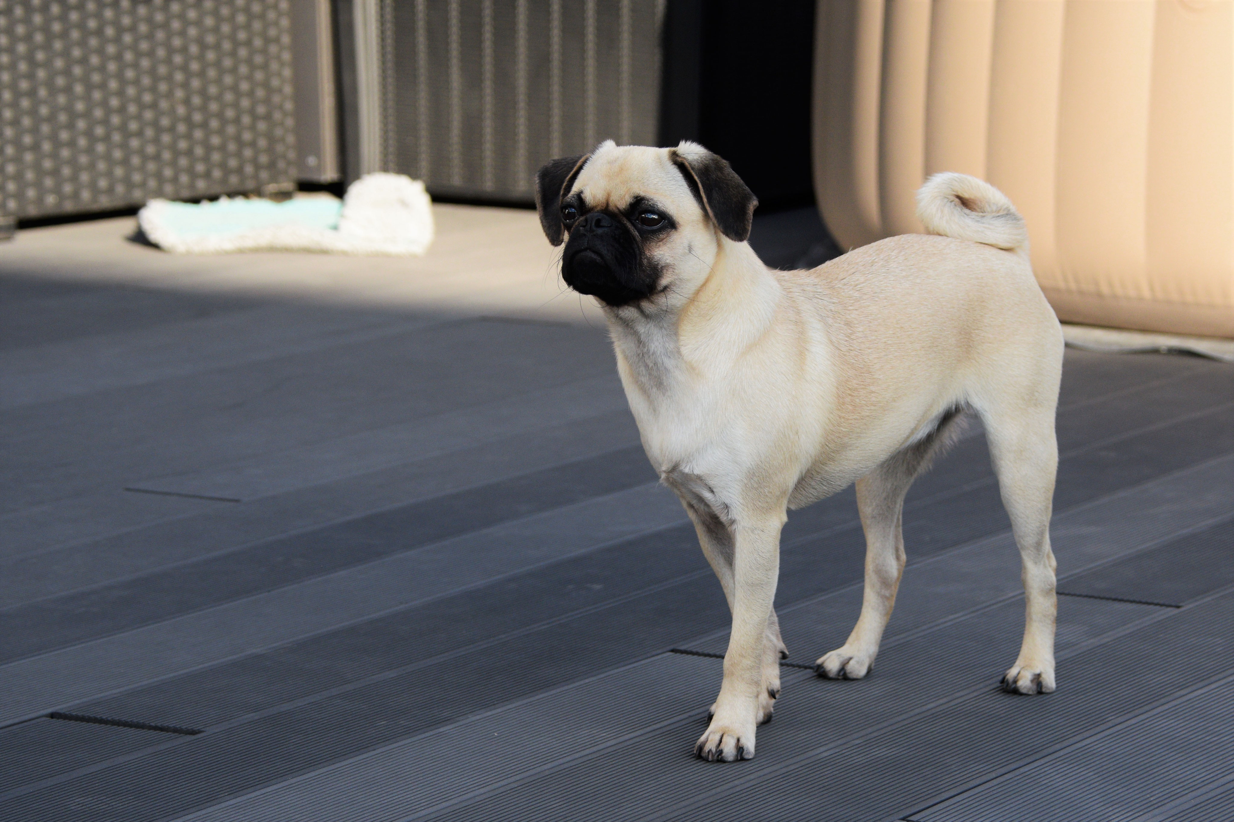 Qualzucht ade! seite!