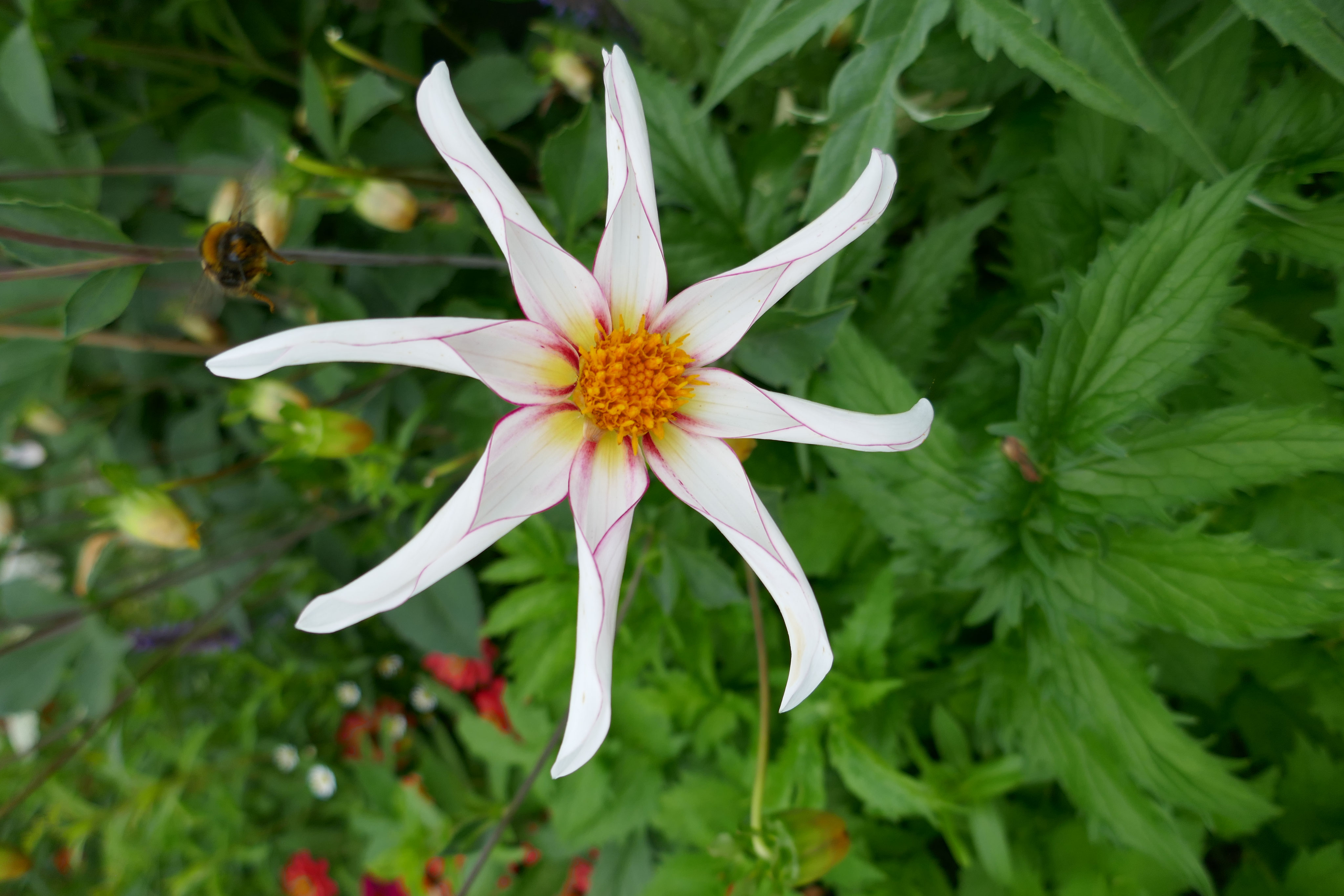 Aktuelles Aesculum Landschaftsarchitekten GmbH