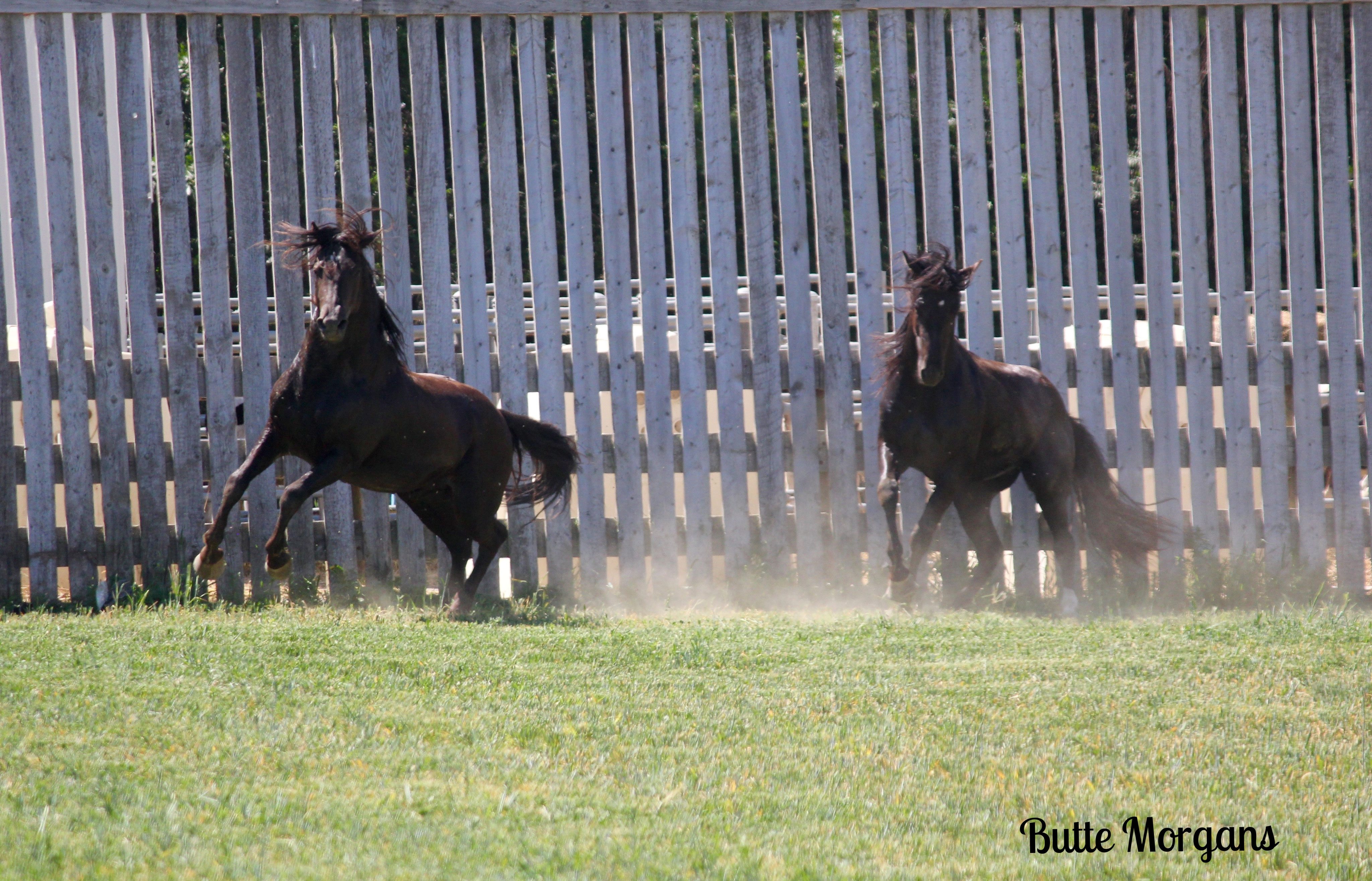 Foundation horse definition