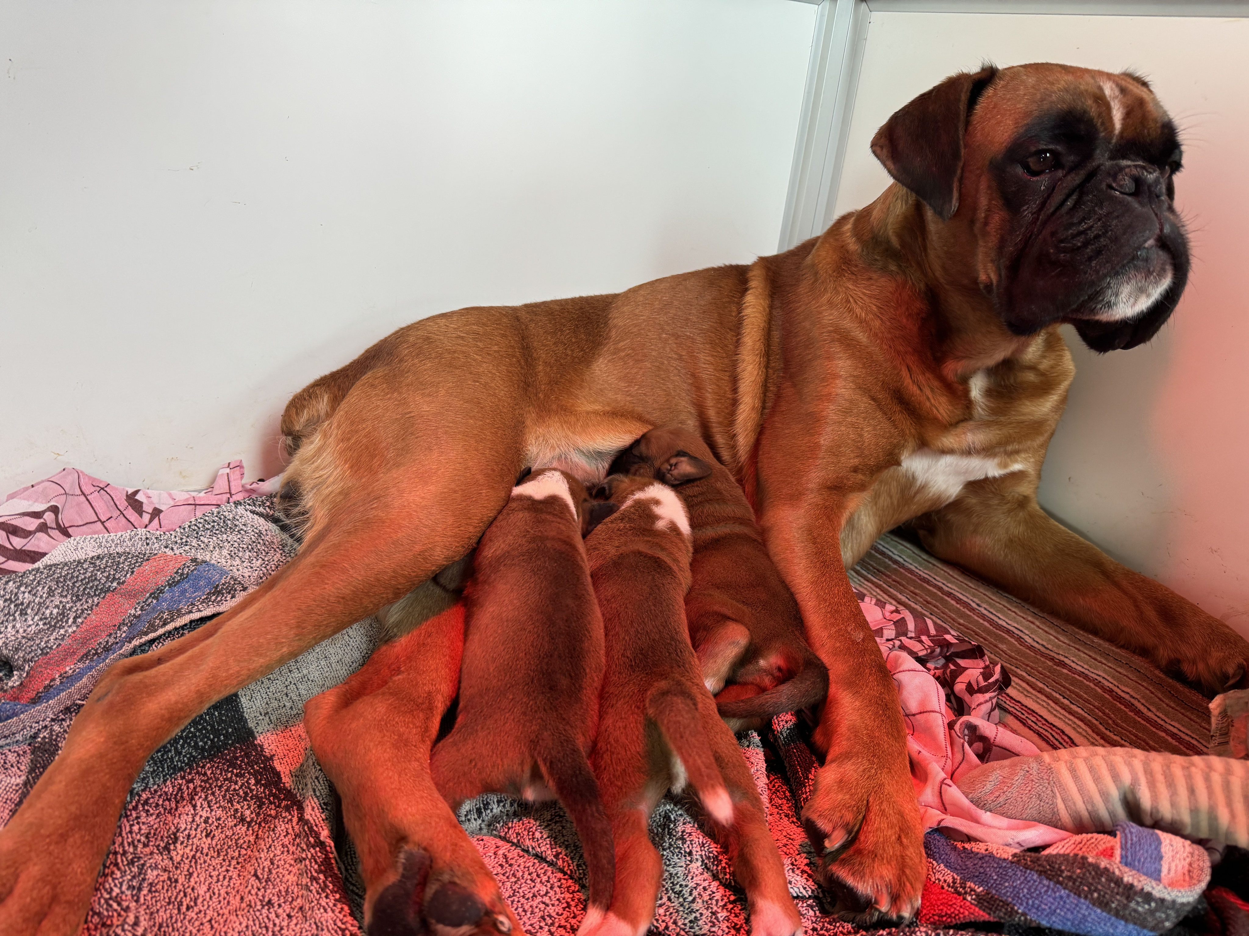 Top 10 des races de chien les plus faciles à dresser | Vetocanis, image size:4096x3072