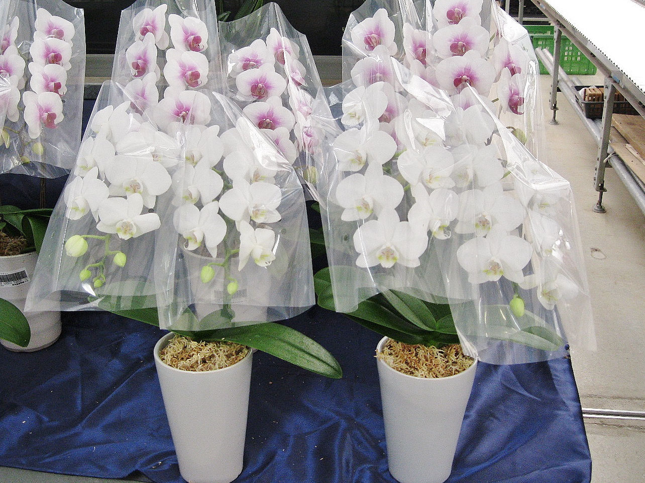 お祝い用胡蝶蘭 3 000円 ご予算に応じて Jr尼崎駅近くのお花屋さん花のかおり