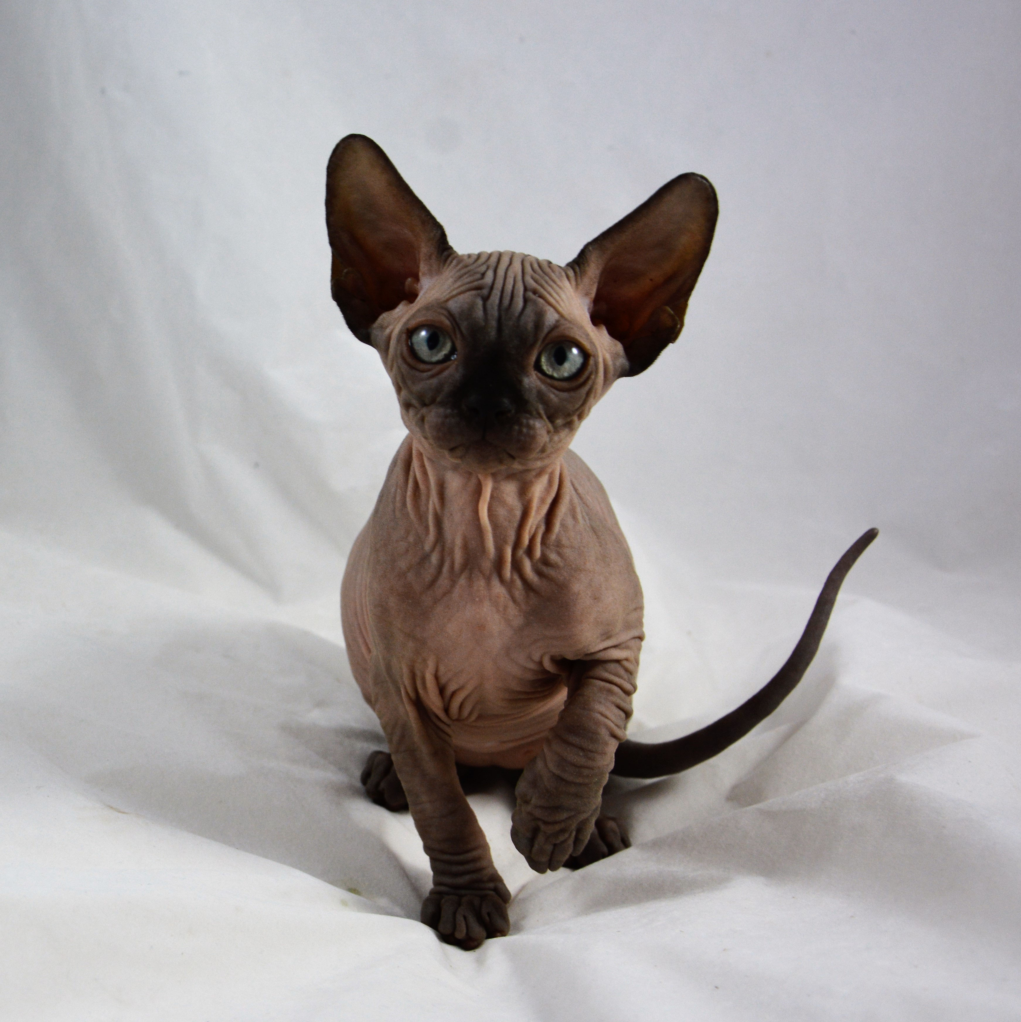 Sphynx Kittens Sphynx Cats Indigo Sphynx Kittens Canadian
