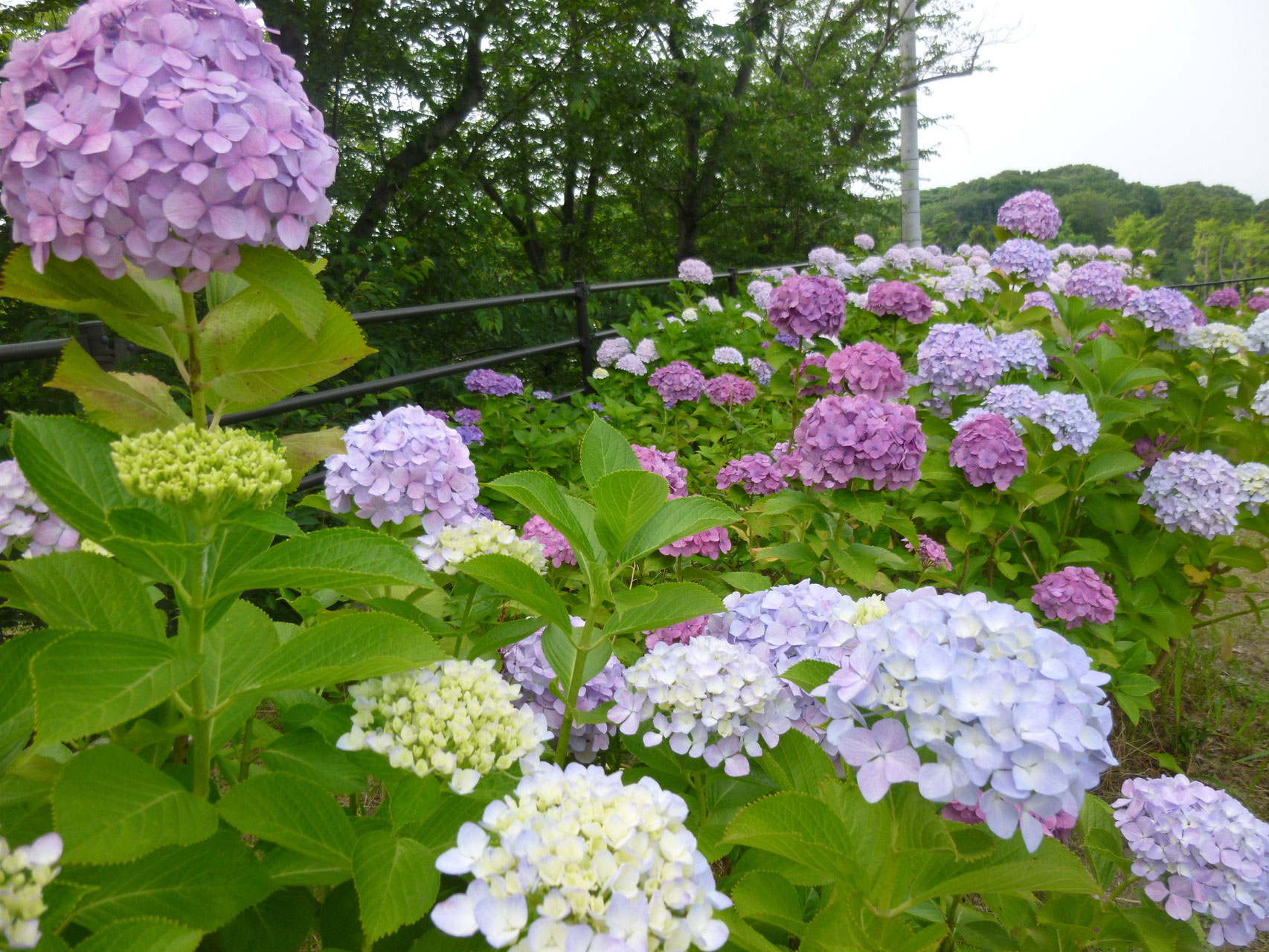高塔山公園のあじさい ムスビの会ニューマクロのページ